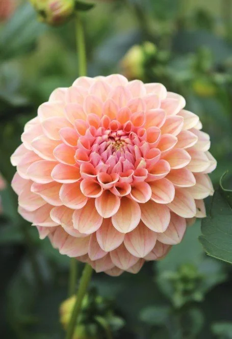 Linda's Baby Dahlia