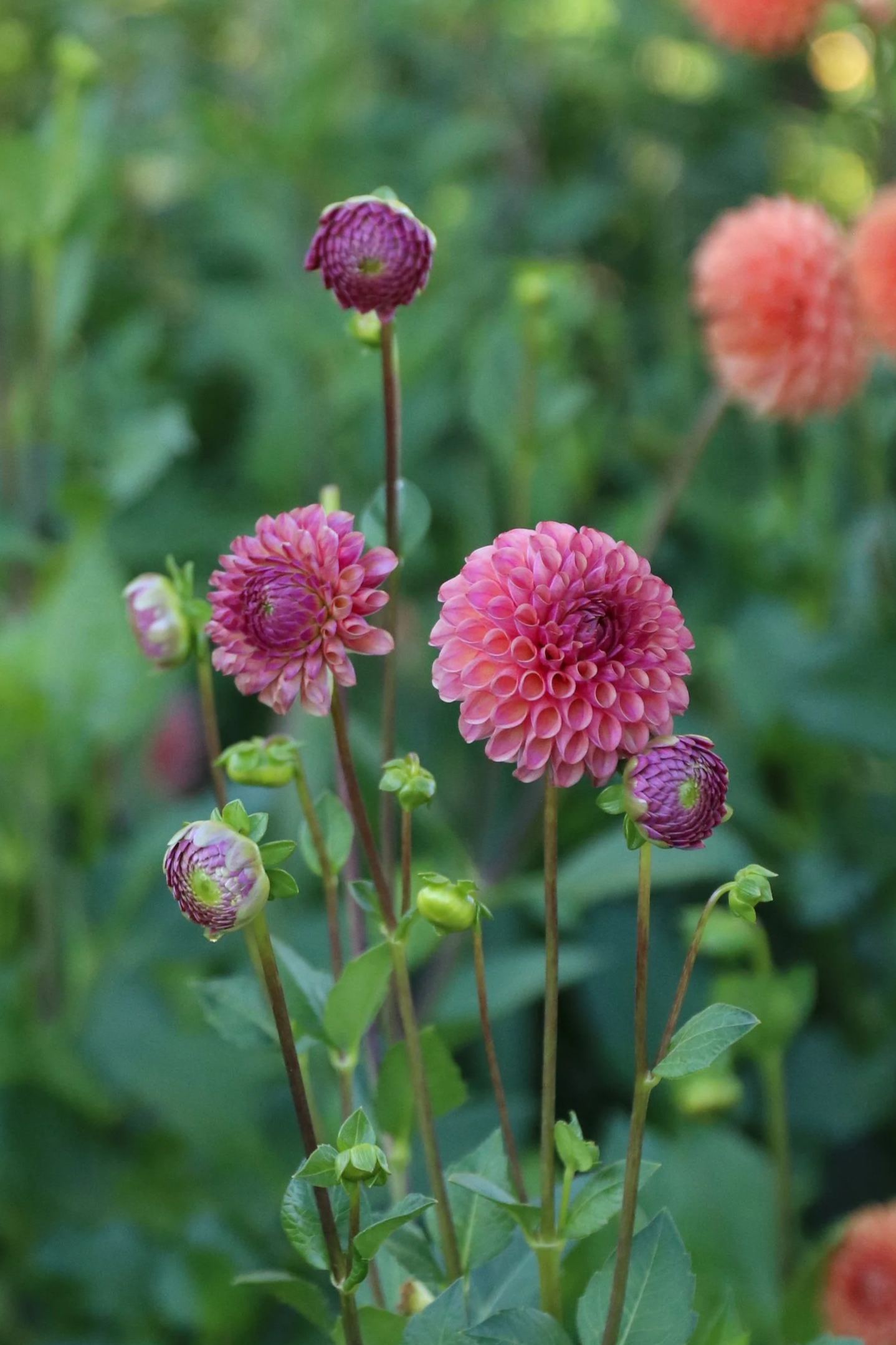 Caitlin’s Joy Dahlia in Flower patch