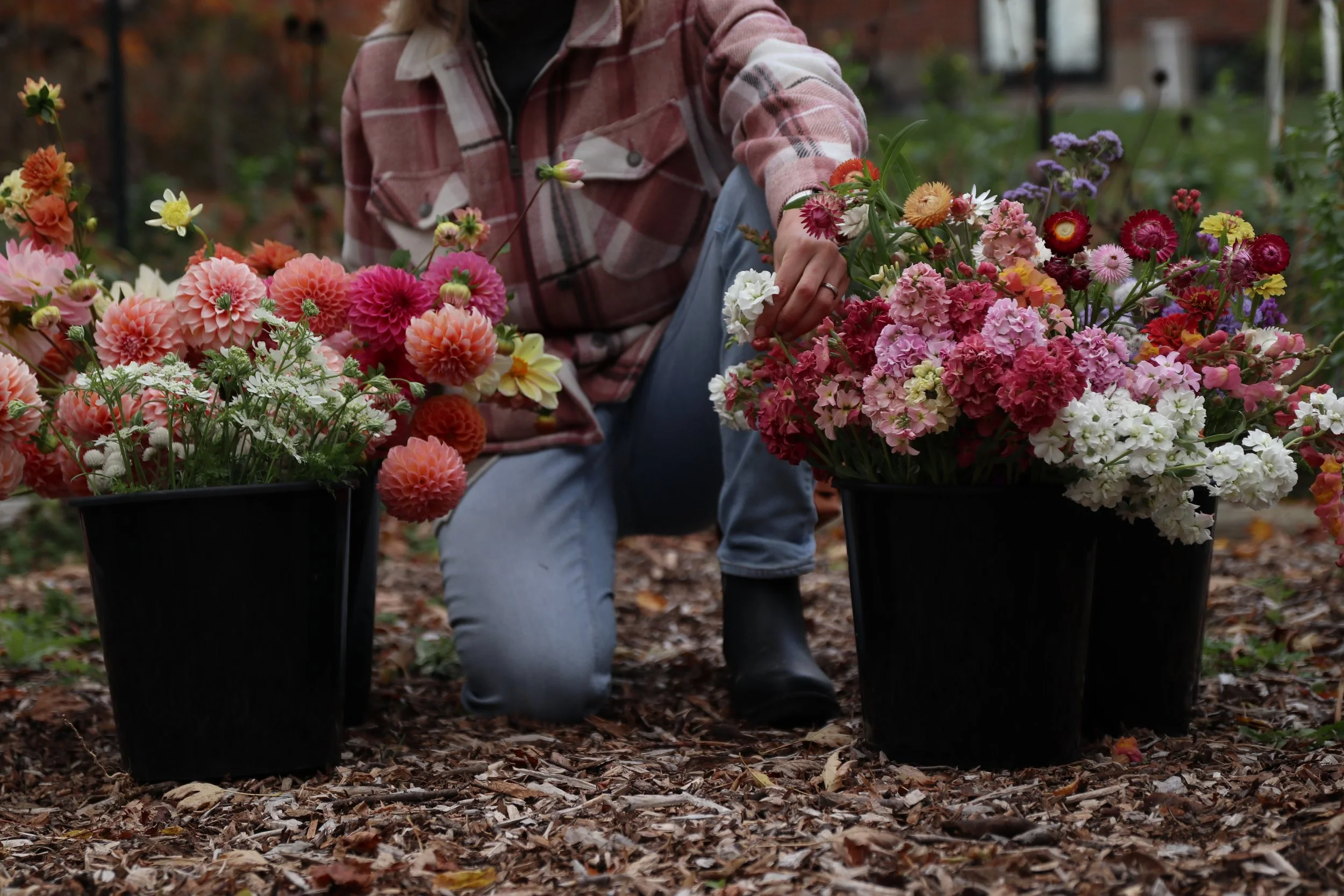 Flower farmer kneeling on woodchip path between 2 buckets overflowing with flowers.