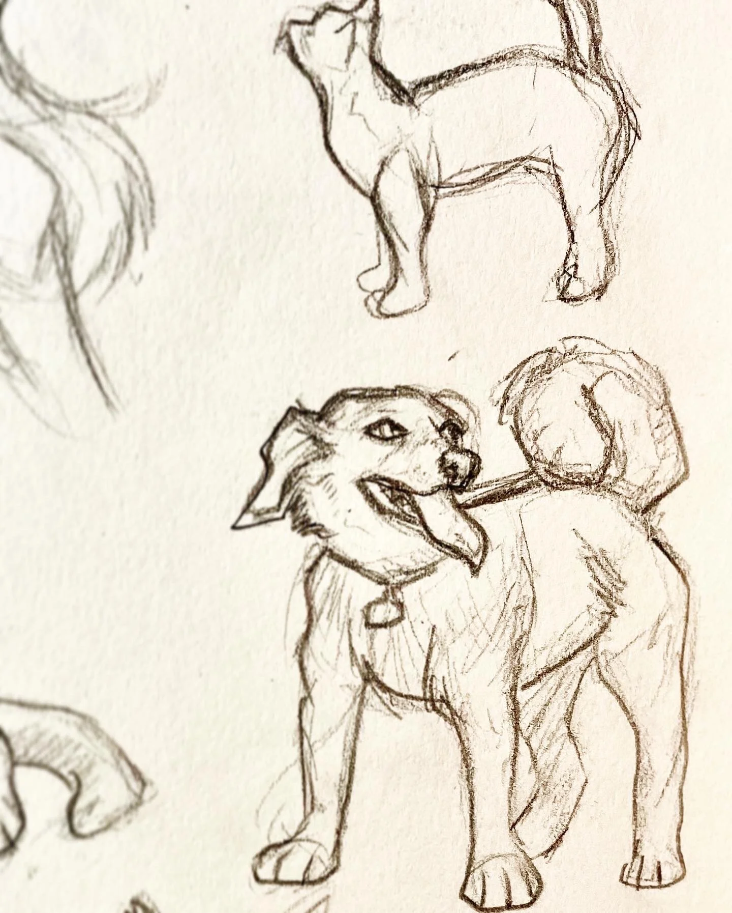 doge-cat-sketch.JPG