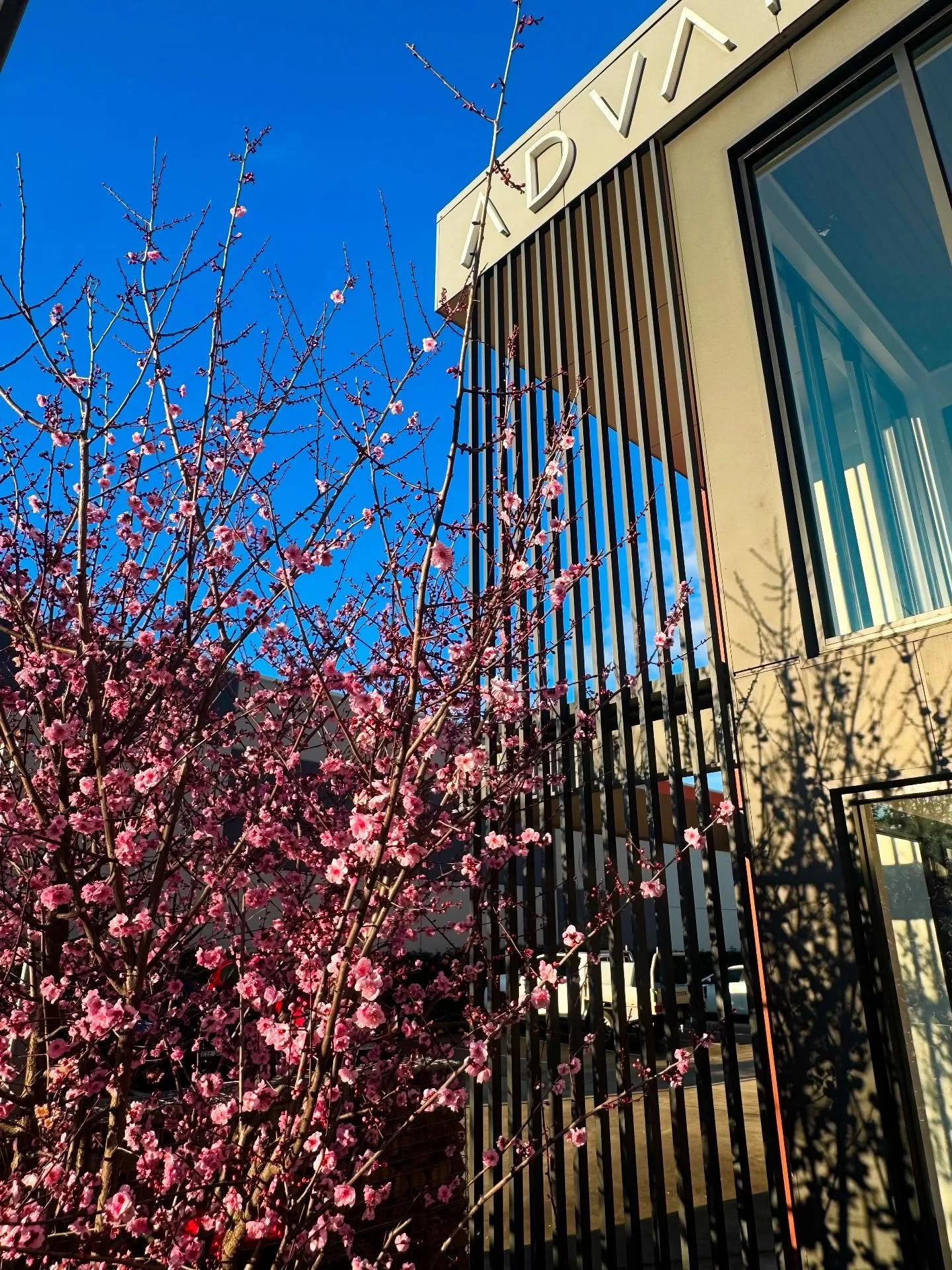 🌸 Our Ornamental Plum trees are bursting into bloom here at Advantage! 🌸
Spring is just around the corner! who else is excited for sunny skies and vibrant gardens?

#AdvantageBuildingDesign #DesignWithAdvantage #AdvantageProjects #AdvantageLiving #