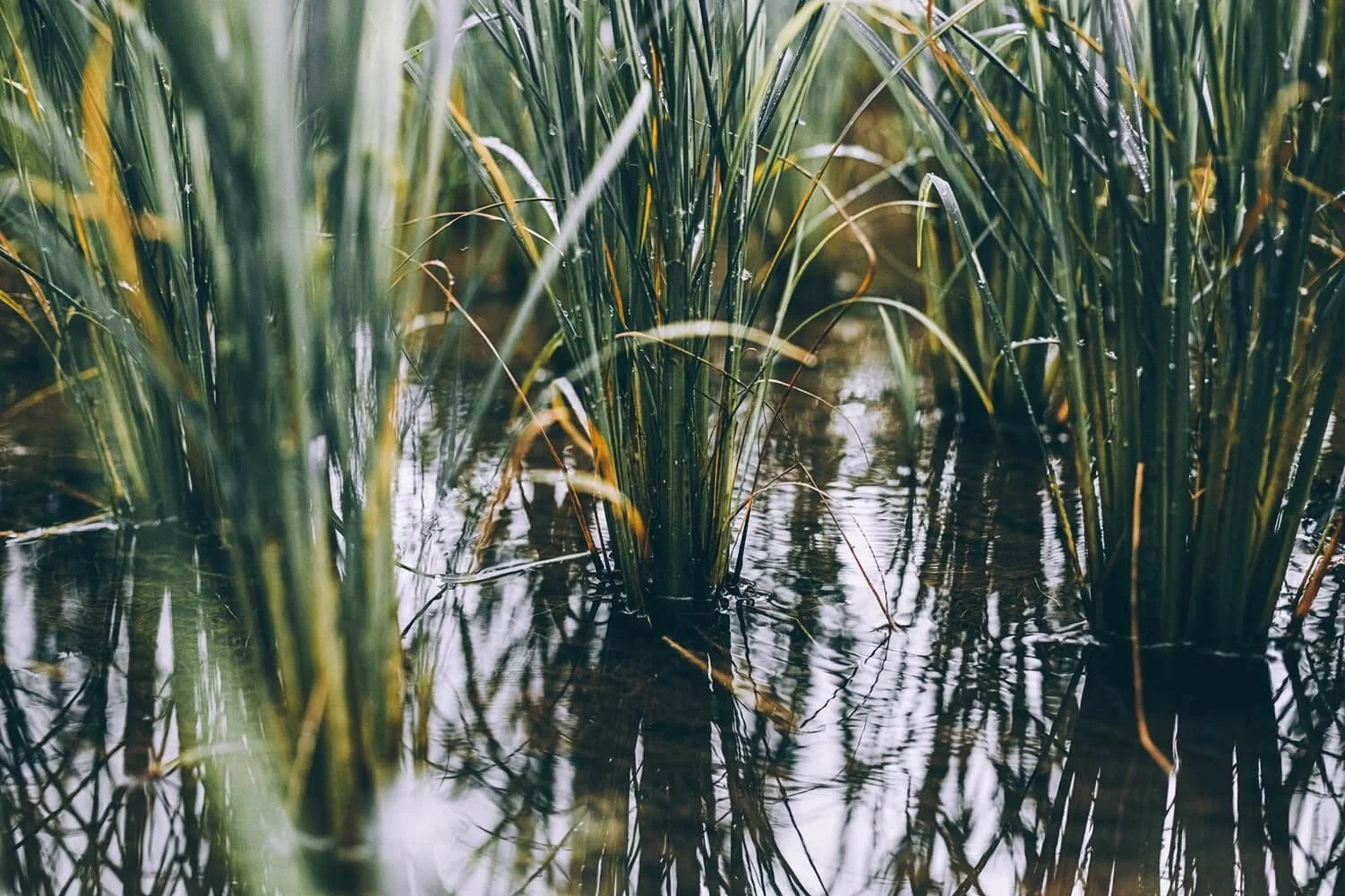 Close-up of green grass growing in shallow water