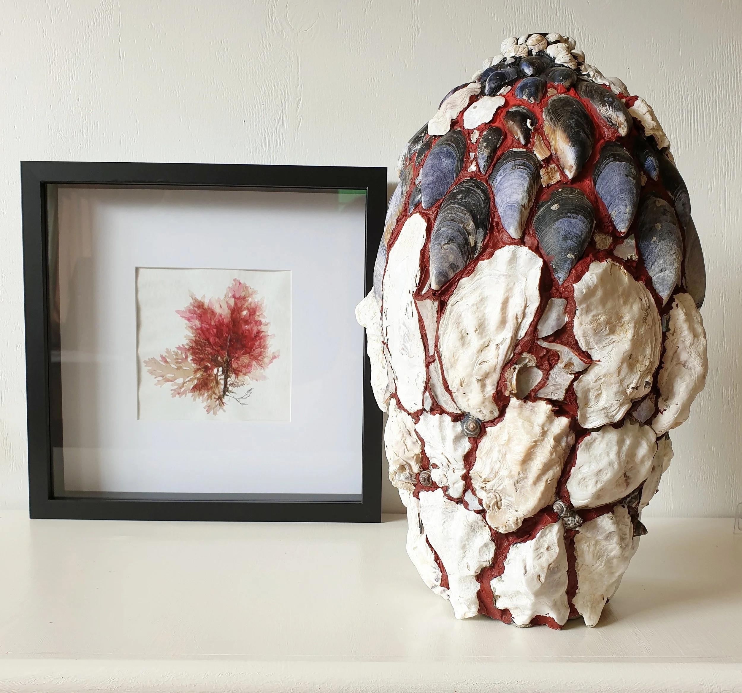 Pressed Seaweed and a Vessel from the series Far South Fossicking by Henrietta Manning
