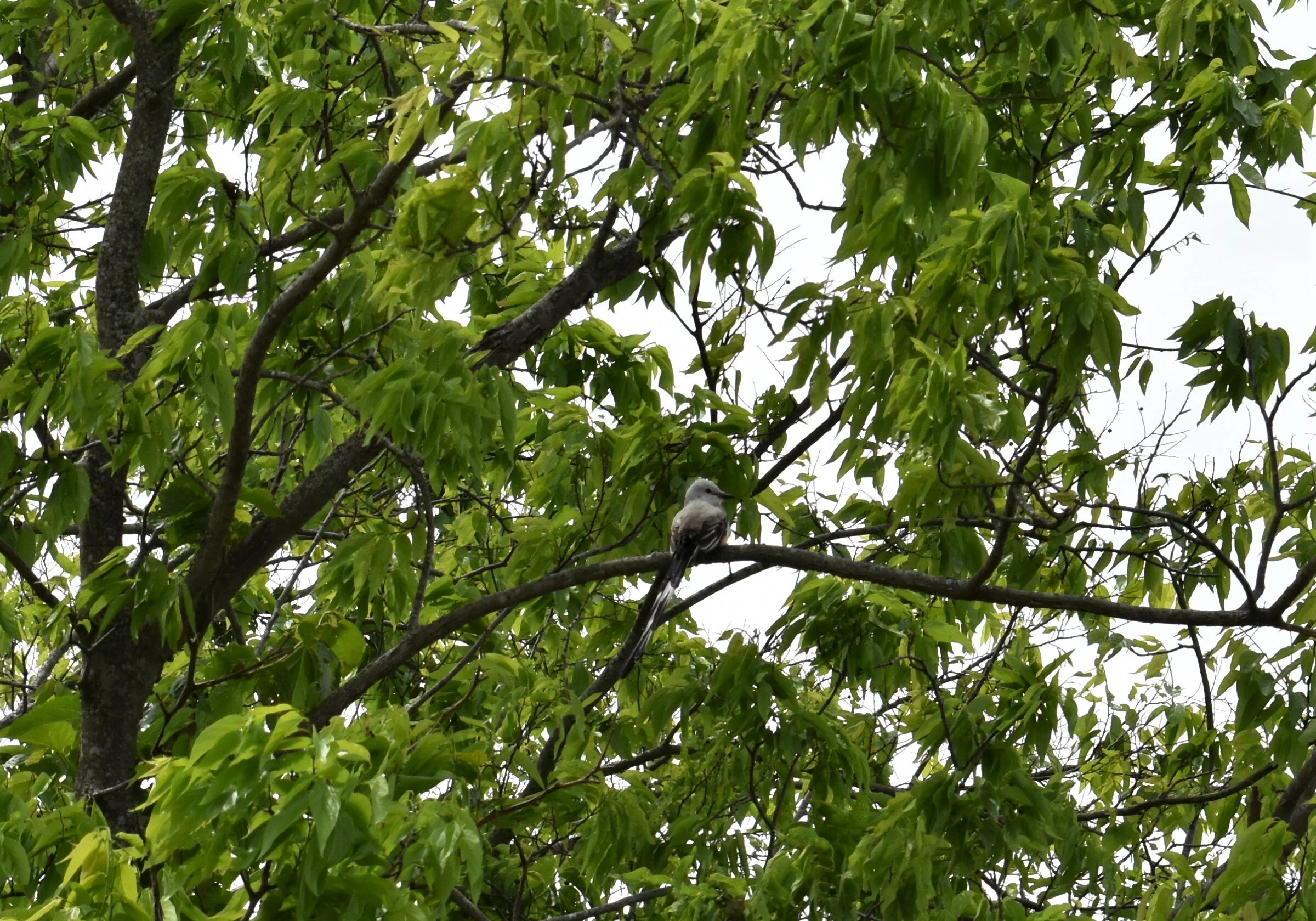 Scissortail flycatcher at Tradinghouse Creek Reservoir