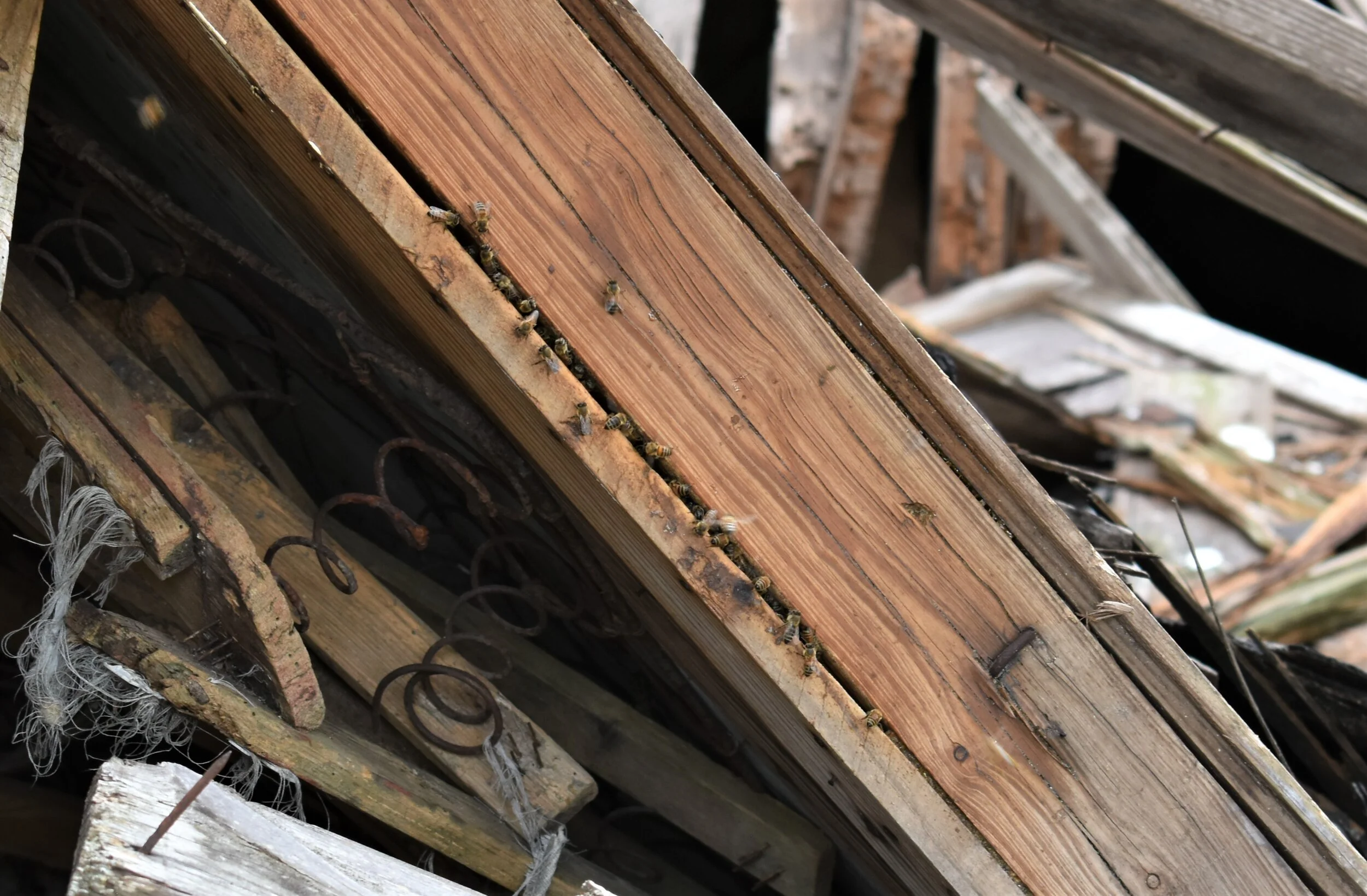 Bees in an old gas station (?) - FM 485 @ FM 1644 near Hearne