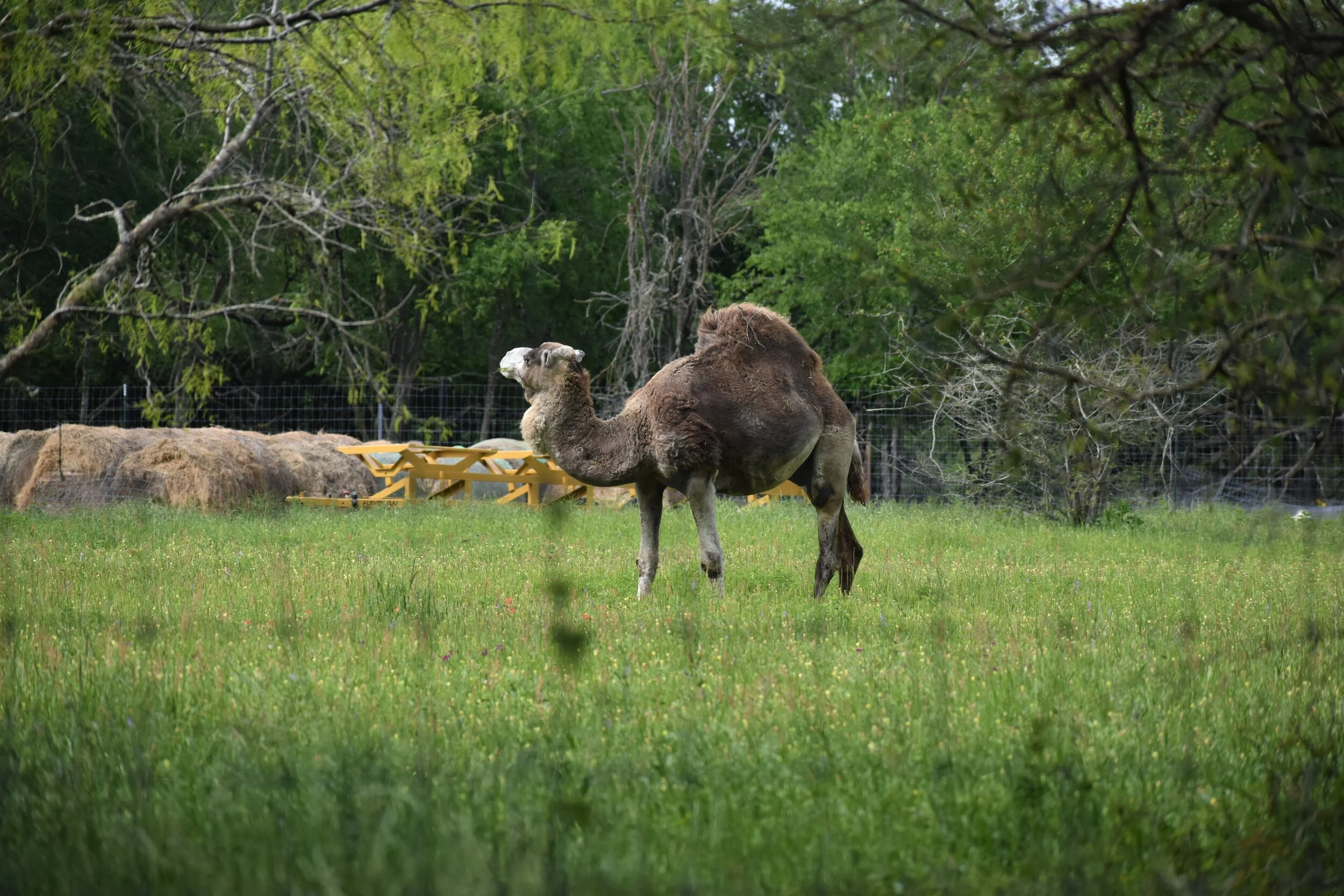 A dromedary on the backroads