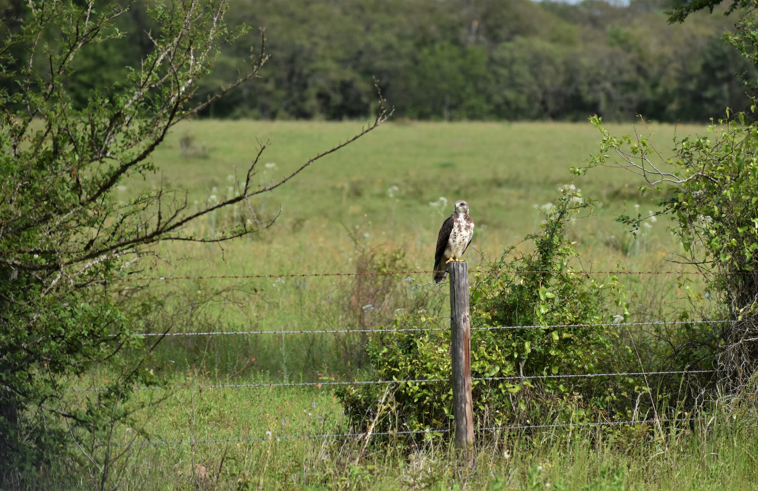 redtail hawk