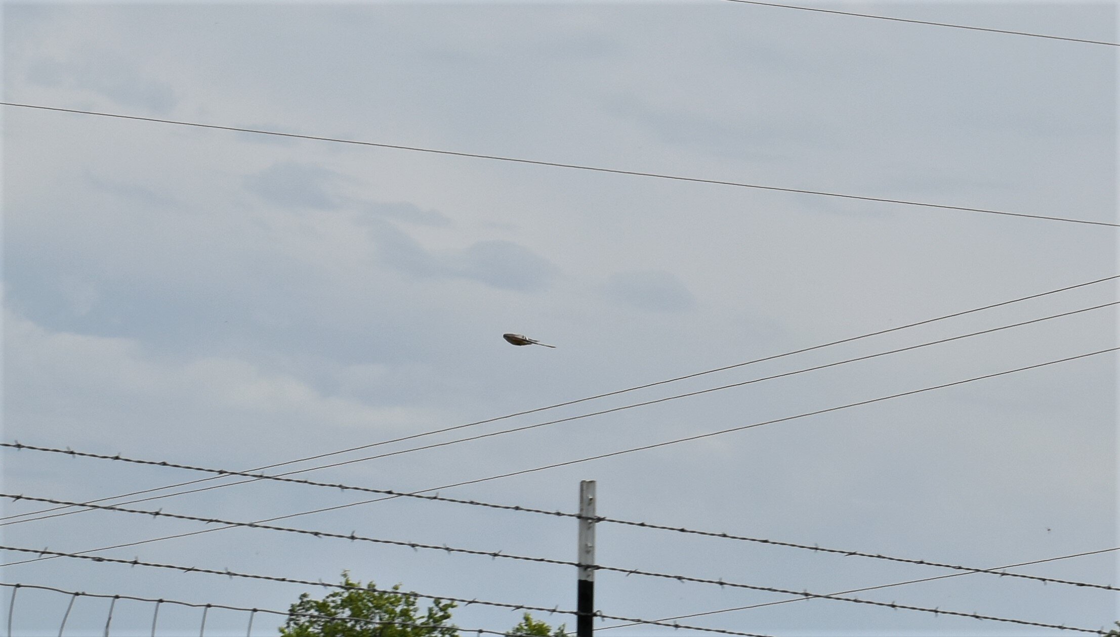 Scissortail flycatcher at Tradinghouse Creek Reservoir