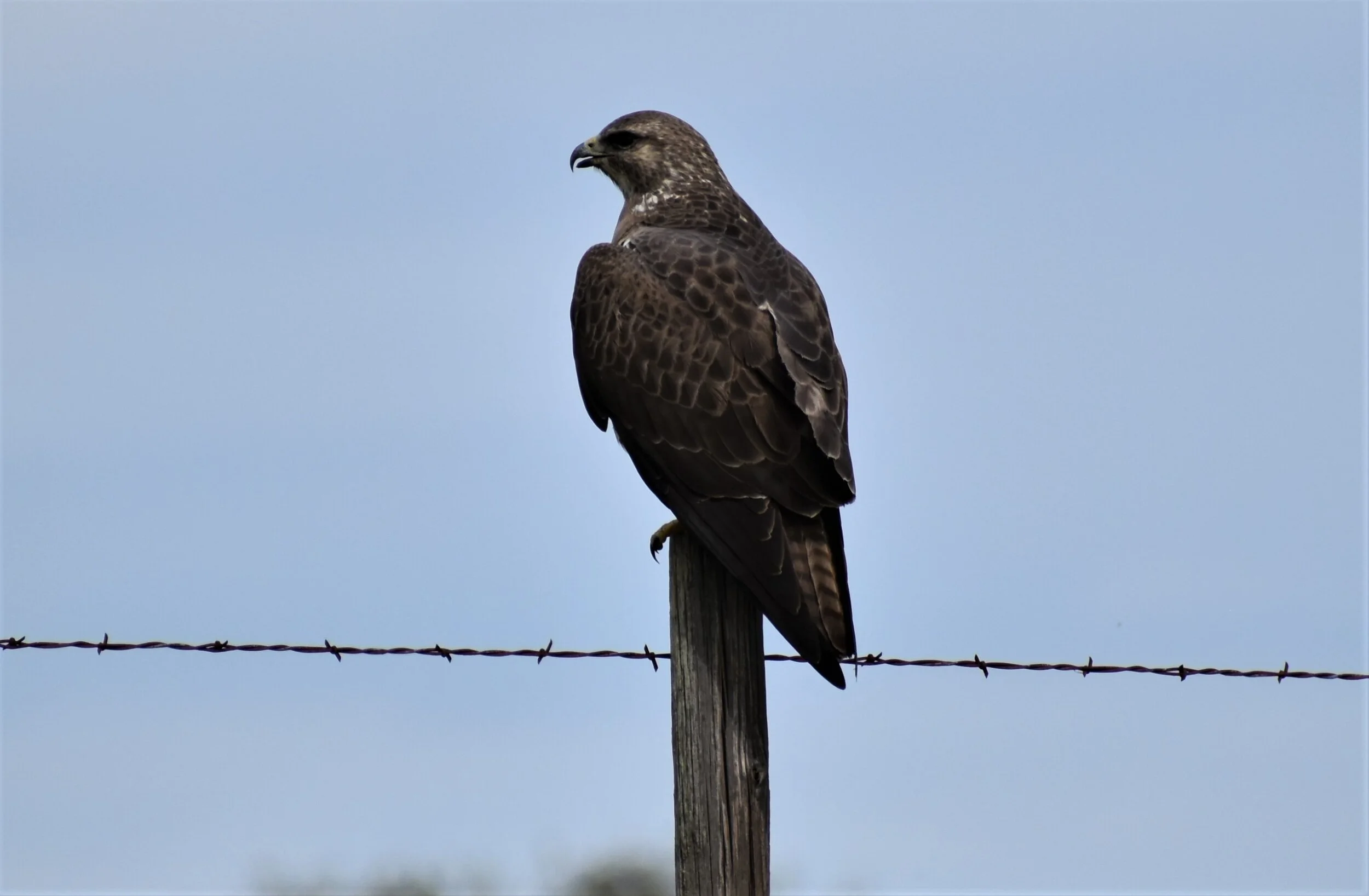 redtail hawk