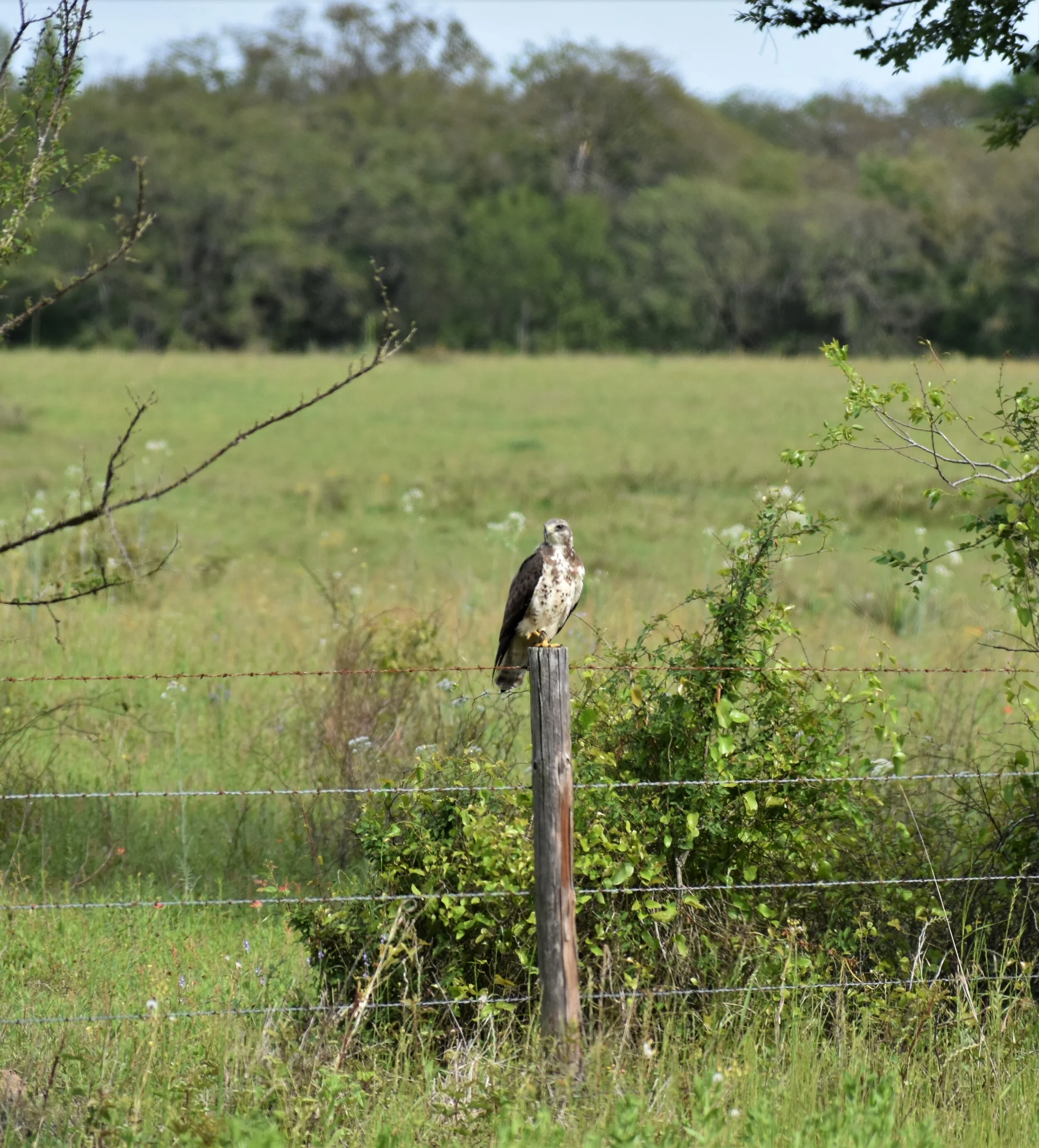 redtail hawk, 