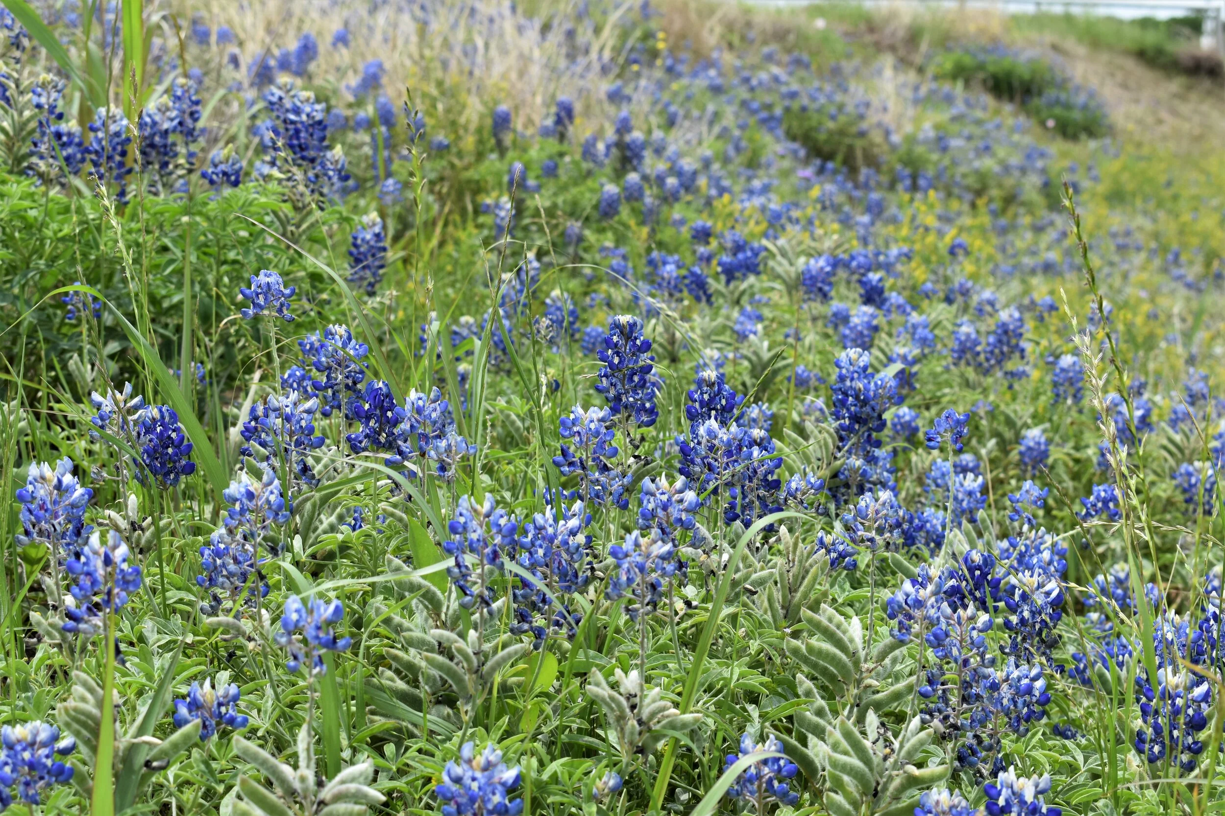 Tradinghouse Creek Reservoir