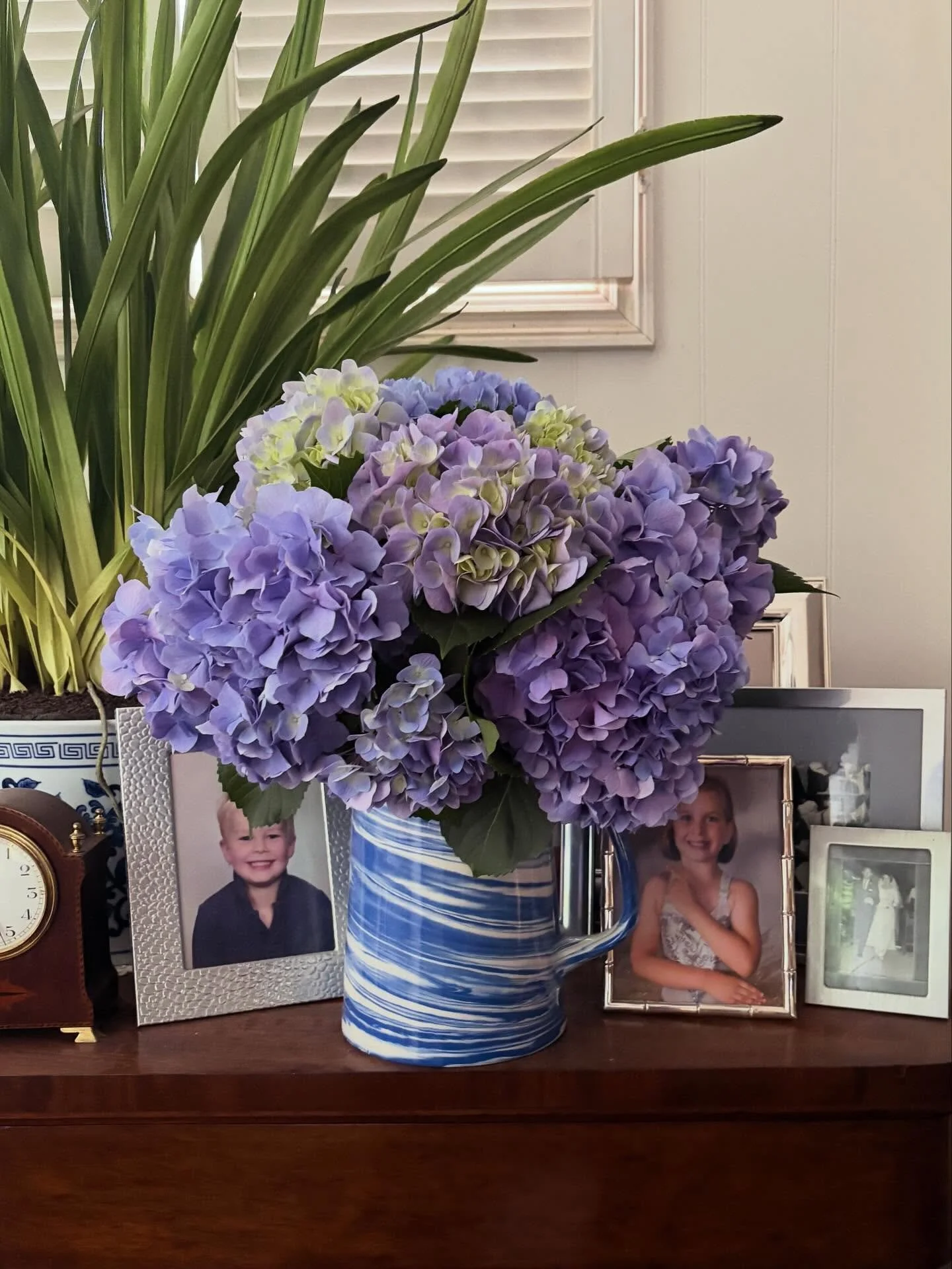 Hydrangea haul from Toowoomba 💙 #blueandwhite