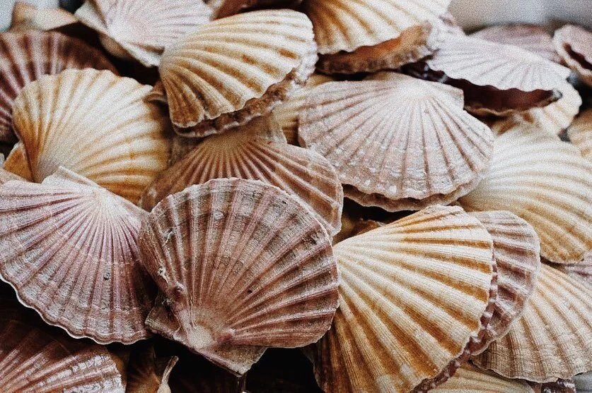 Retour du marché 🐚
.
Bon les coquilles saint-Jacques ce n&rsquo;est pas ce qu&rsquo;il y a de plus local comme pêche mais les manger au bord de la mer ça fera l&rsquo;illusion 😌
.
.
.
.
#laciotattourisme #laciotatcentreville #laciotatgram #lacio