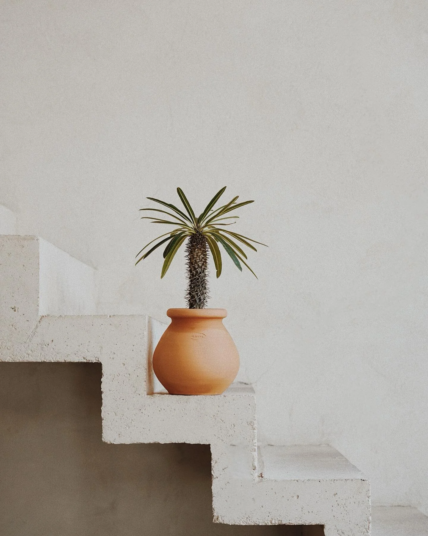 Plante mutante bienvenue à la Maison Acacia 
.
Ce petit trésor de la nature vient d&rsquo;arriver chez nous.
Née cactus, mutée  en laurier, nous adorons cette petite plante arrivée tout droit d&rsquo;un endroit fascinant, fraîchement ouvert à 