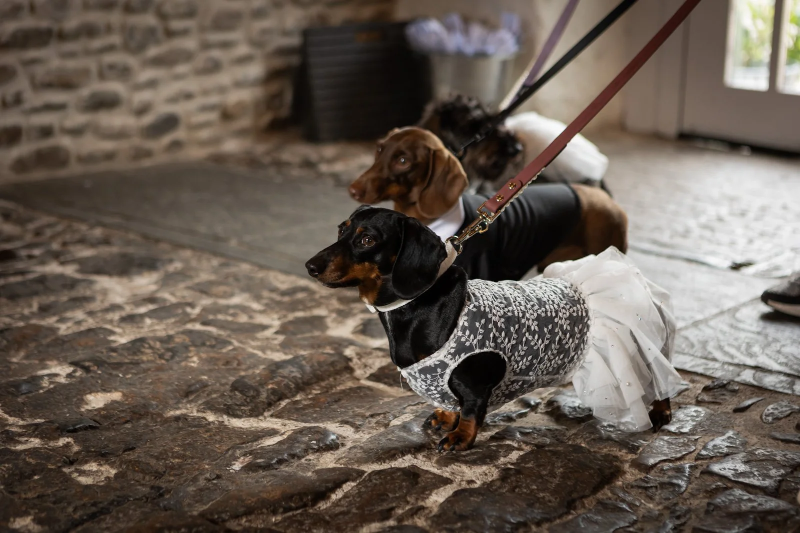 three dogs in wedding suits and dresses