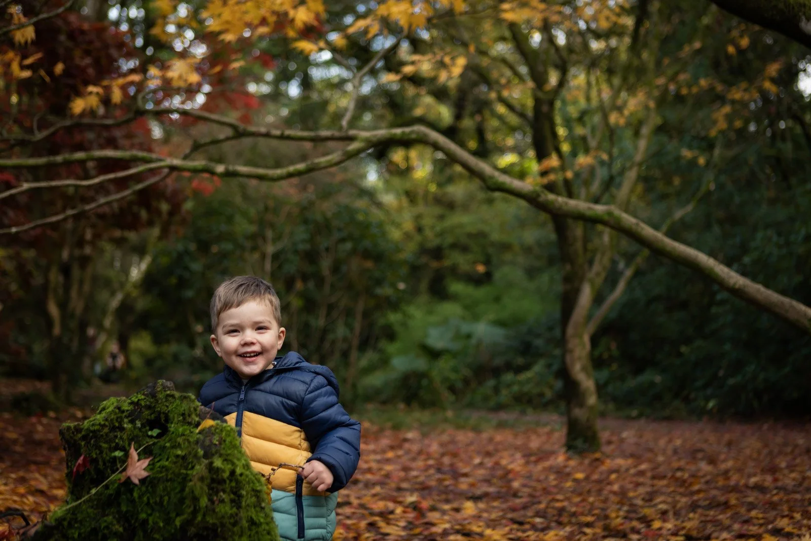 hide and seek. Little boy peeks out from behind tree stump and smiles