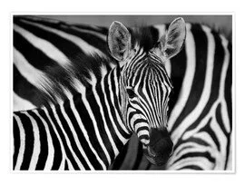 Wat sfeerbeelden van de eerste weken in de zebraklas