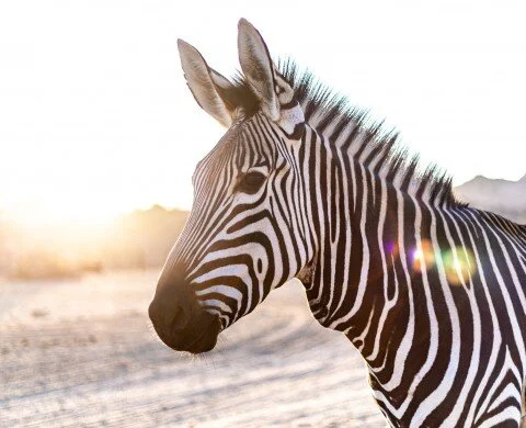 De eerste weken in de zebraklas