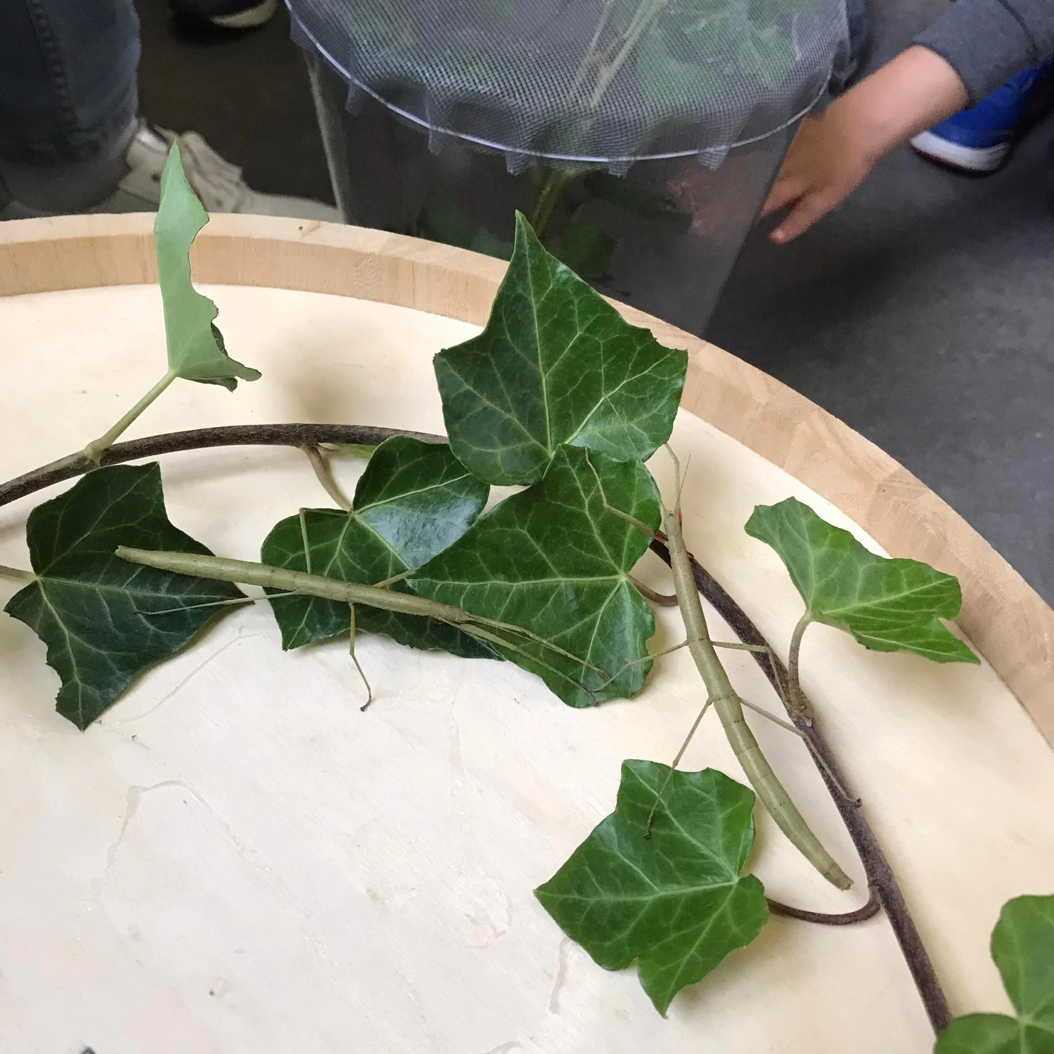 Mannetje tak komt tot leven in IIA!