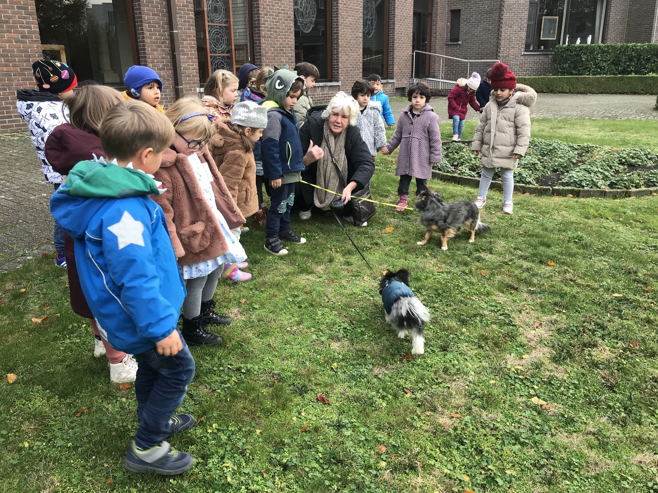Hondjes in de zebraklas