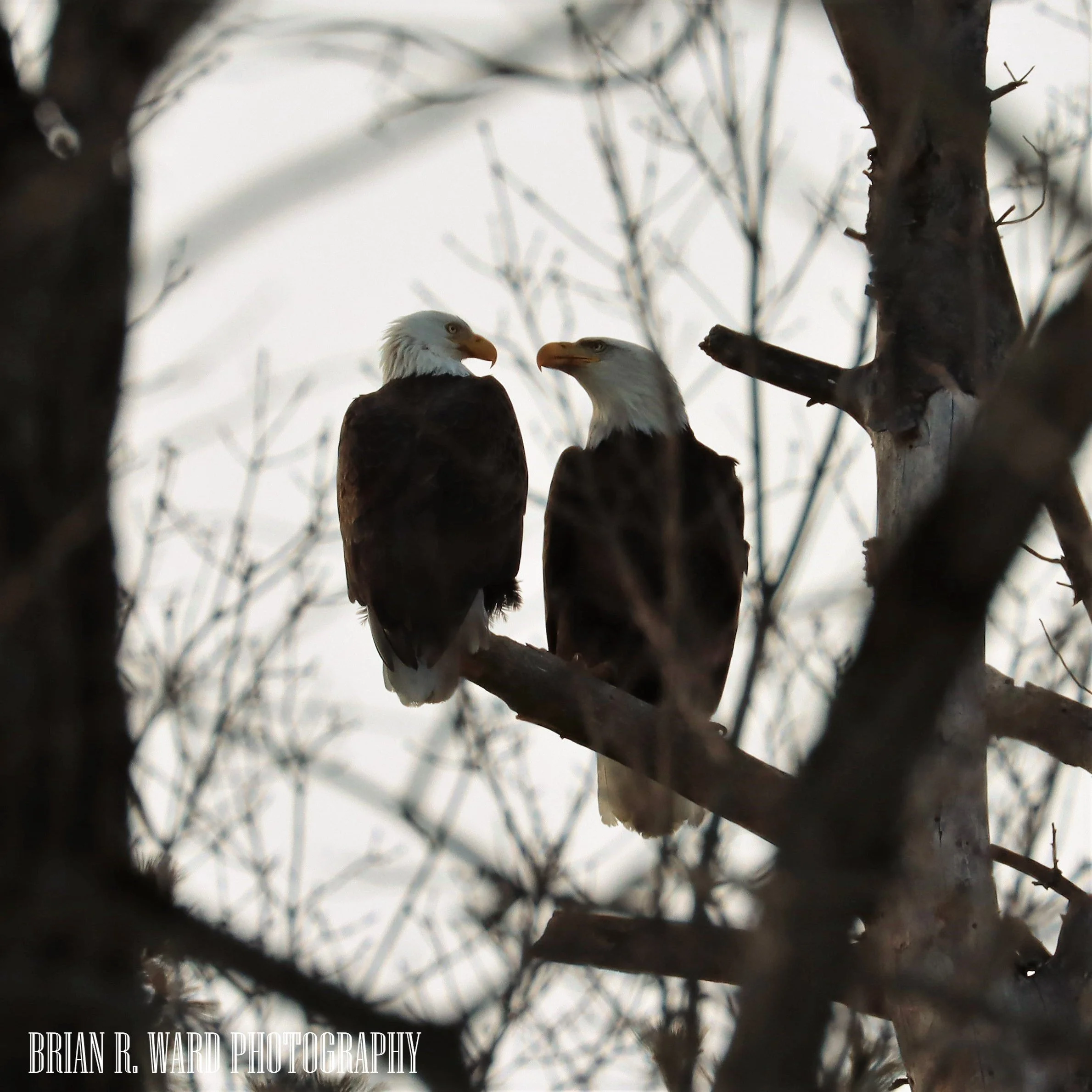 Brookwood Point & Gardens — Otsego Land Trust