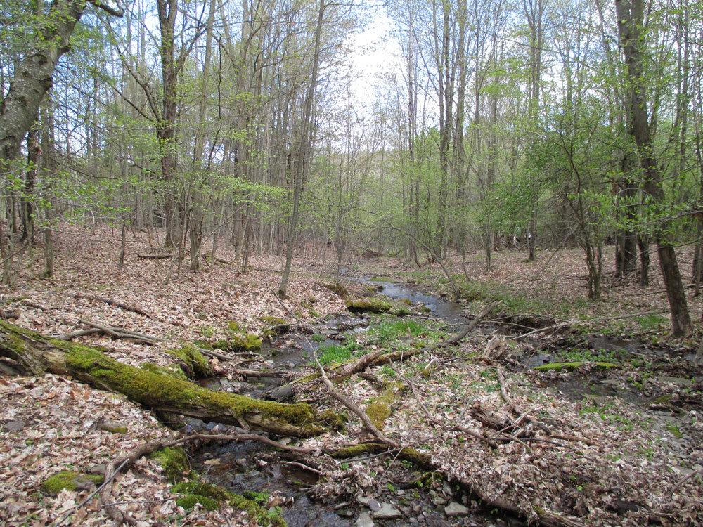 Lloyd-Wooded-Property.jpg