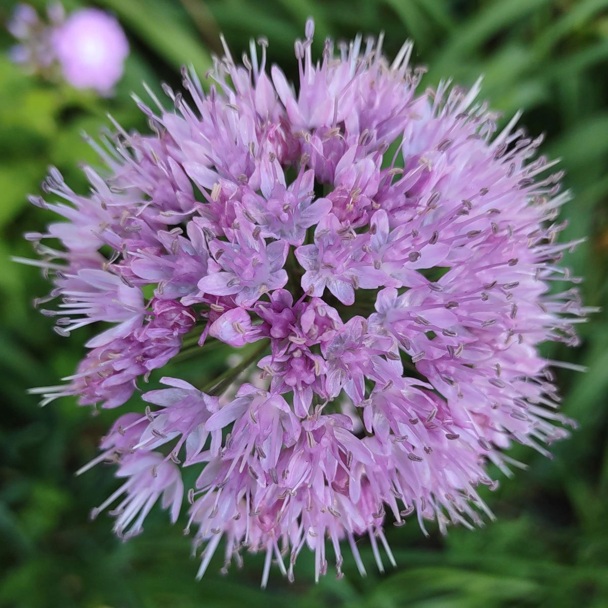 Allium-angulosum.jpg