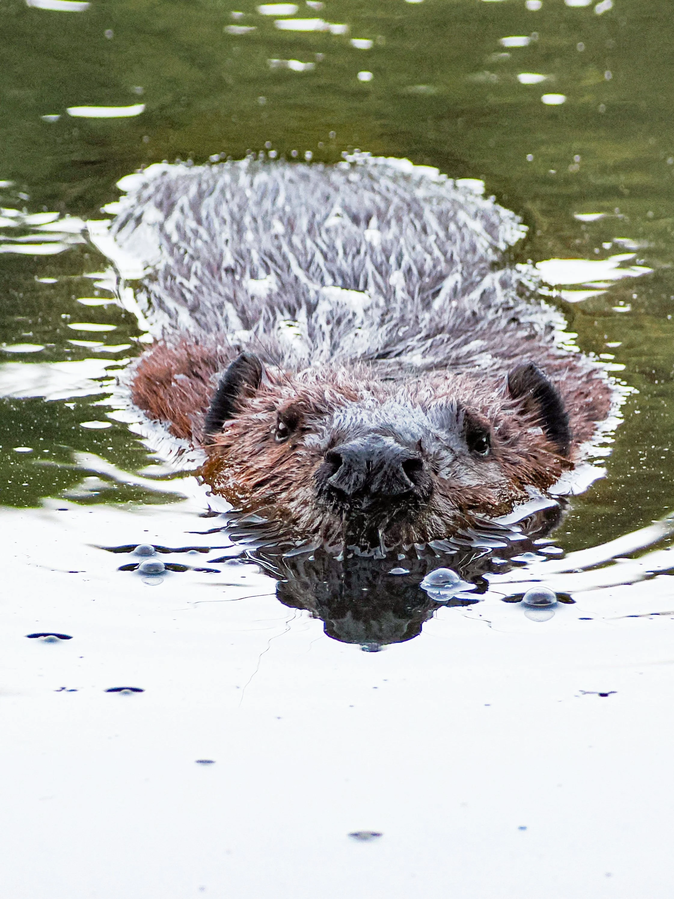 Beaver Walk 