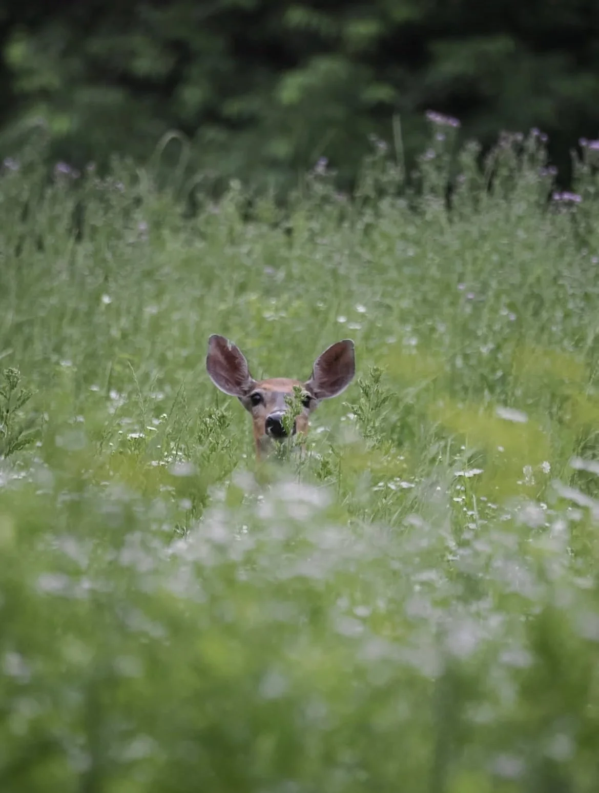 Photo by Heather Rolland, @lilaccottagephotos