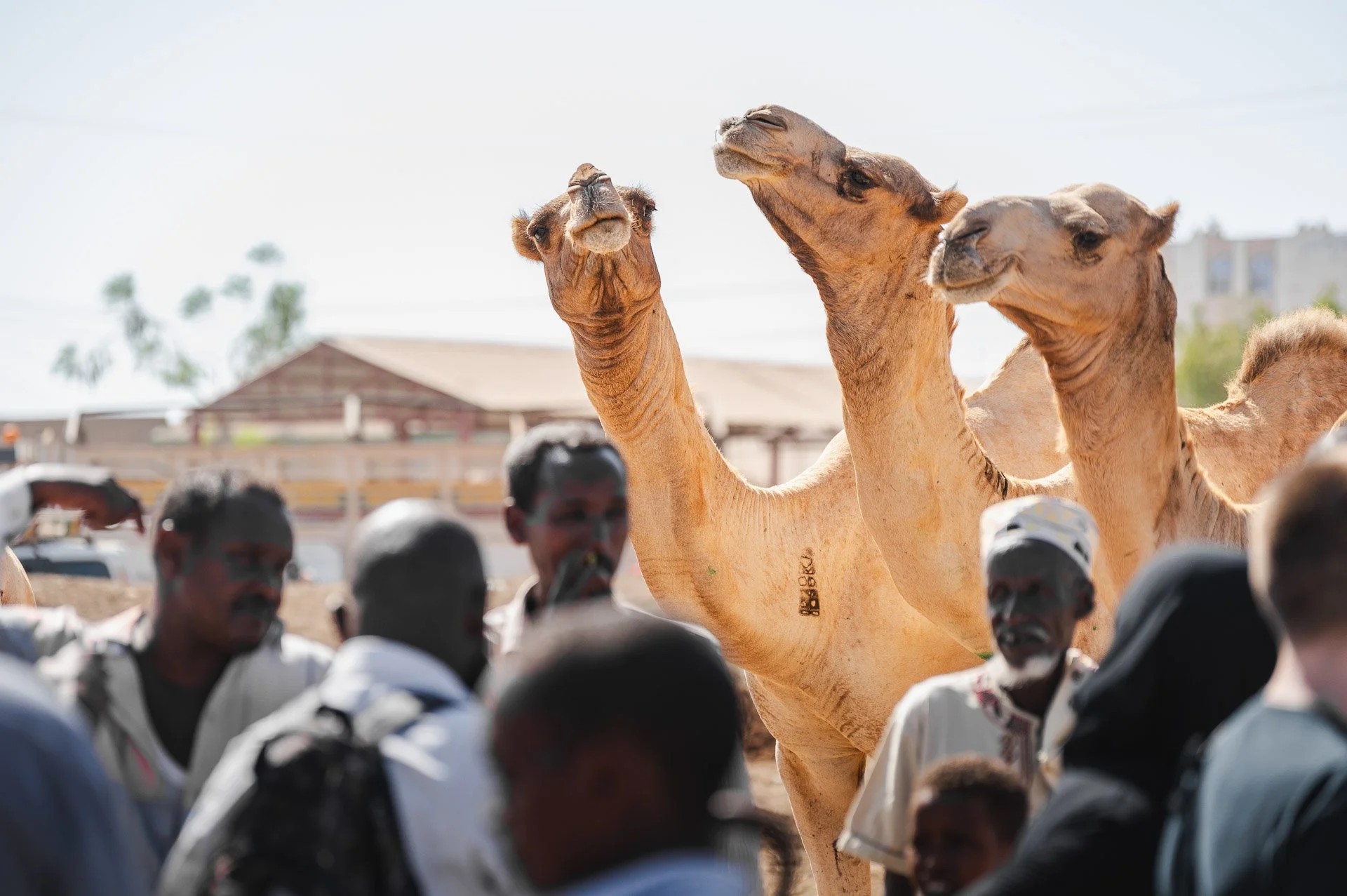 Ethiopia Somaliland Yngwie Scheerlinck Yngwix-178.jpg