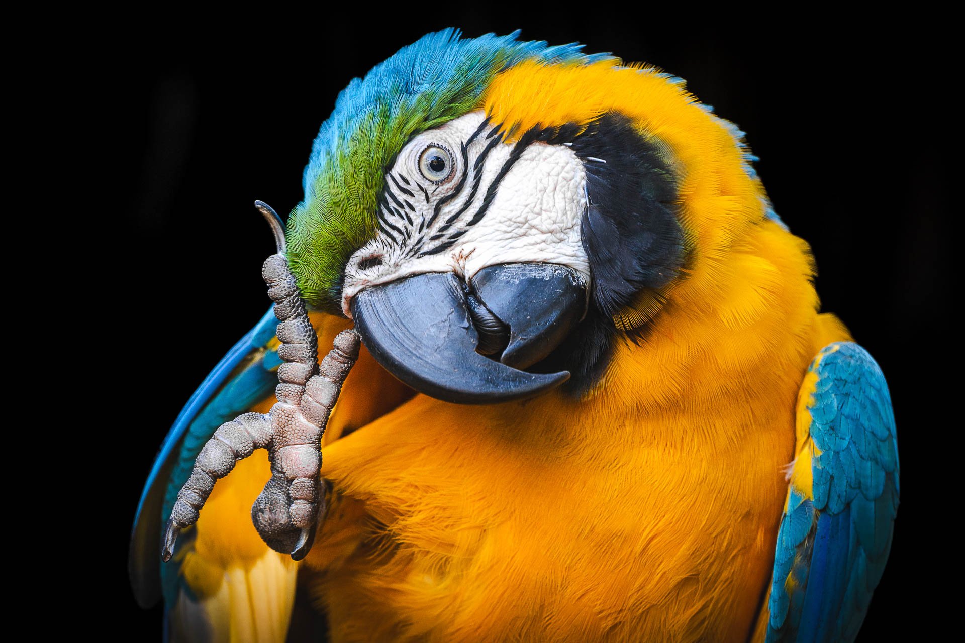 Venezuela Yngwie Scheerlinck Yngwix-58.jpg