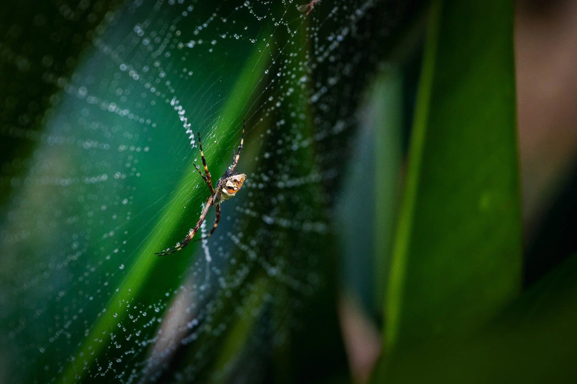 Venezuela Yngwie Scheerlinck Yngwix-45.jpg