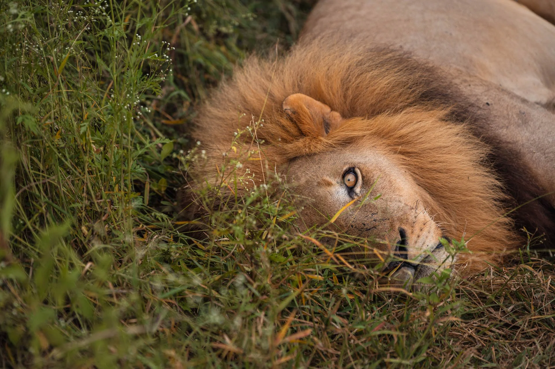 lesotho Yngwie Scheerlinck Yngwix-31.jpg