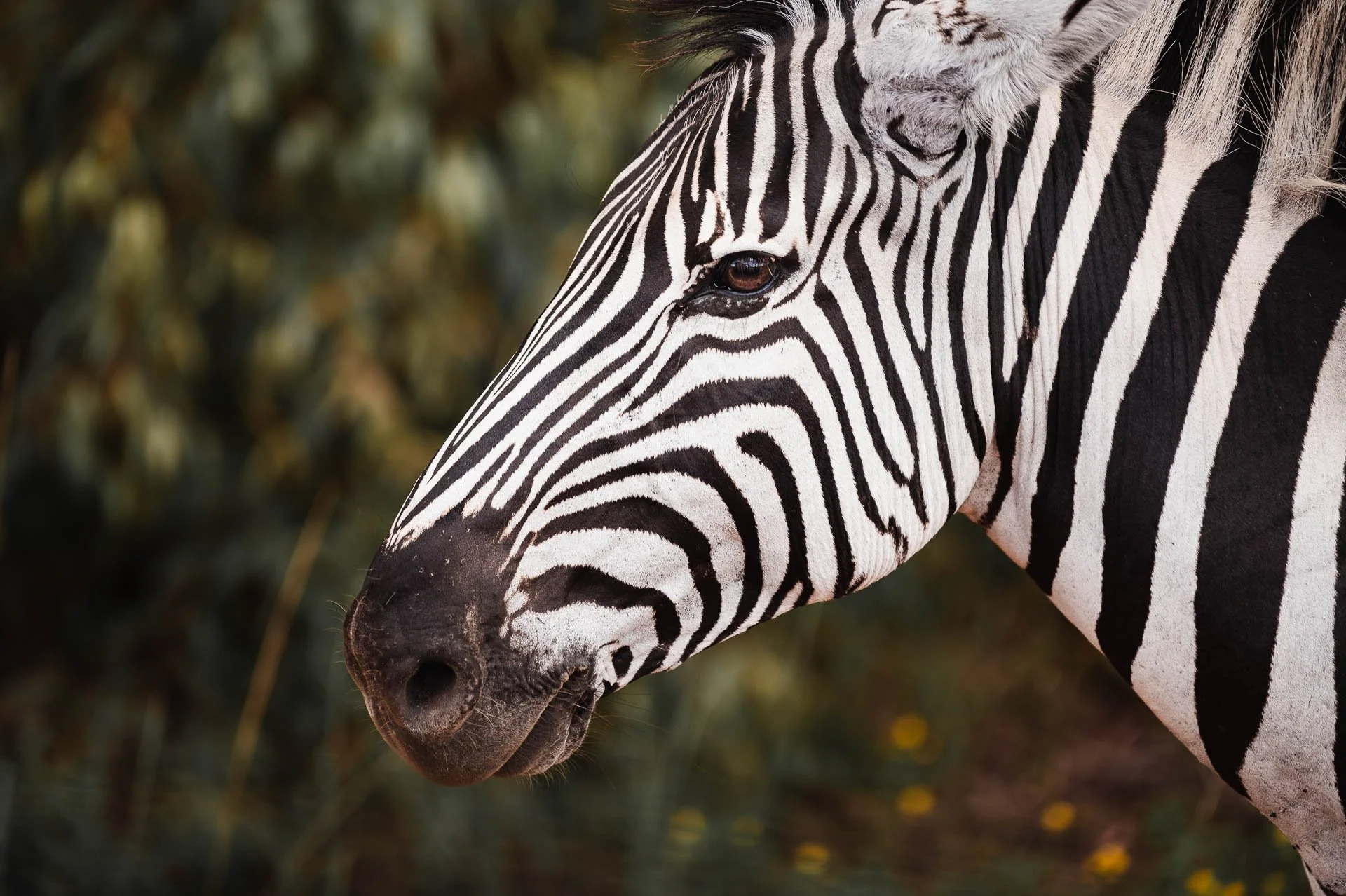 lesotho Yngwie Scheerlinck Yngwix-14.jpg