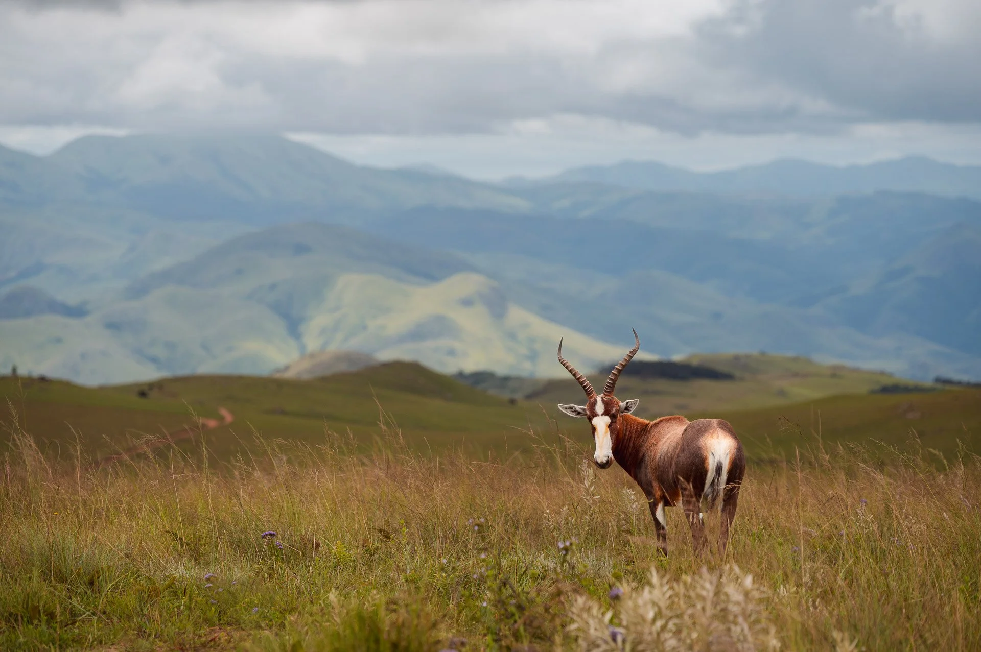 lesotho Yngwie Scheerlinck Yngwix-11.jpg
