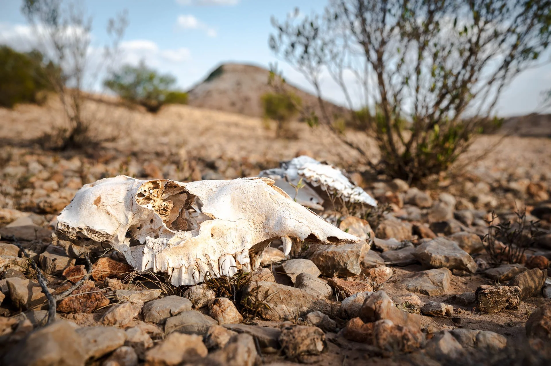 Ethiopia Somaliland Yngwie Scheerlinck Yngwix-204.jpg