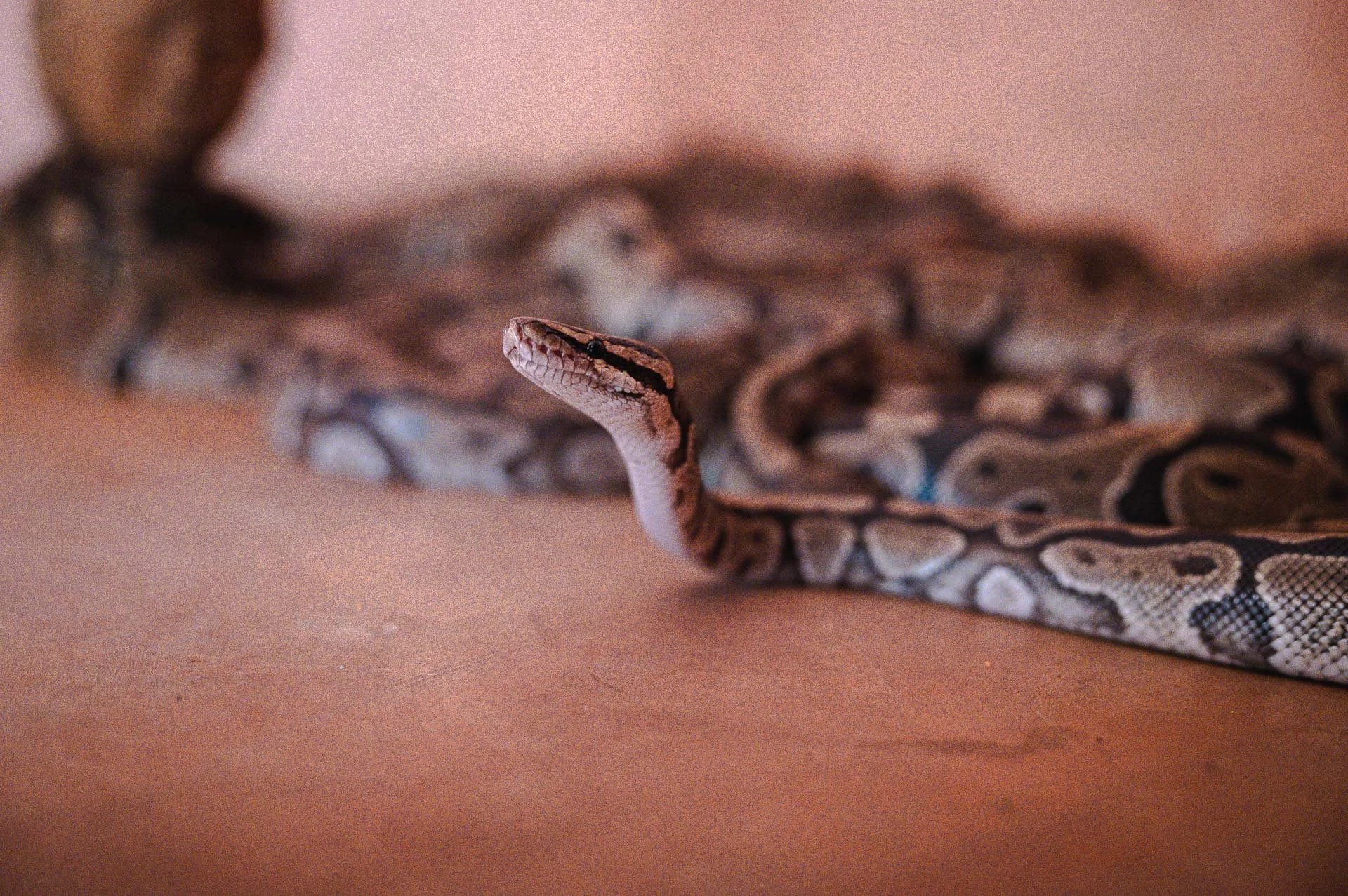 Togo Benin Yngwie Scheerlinck Yngwix-195.jpg