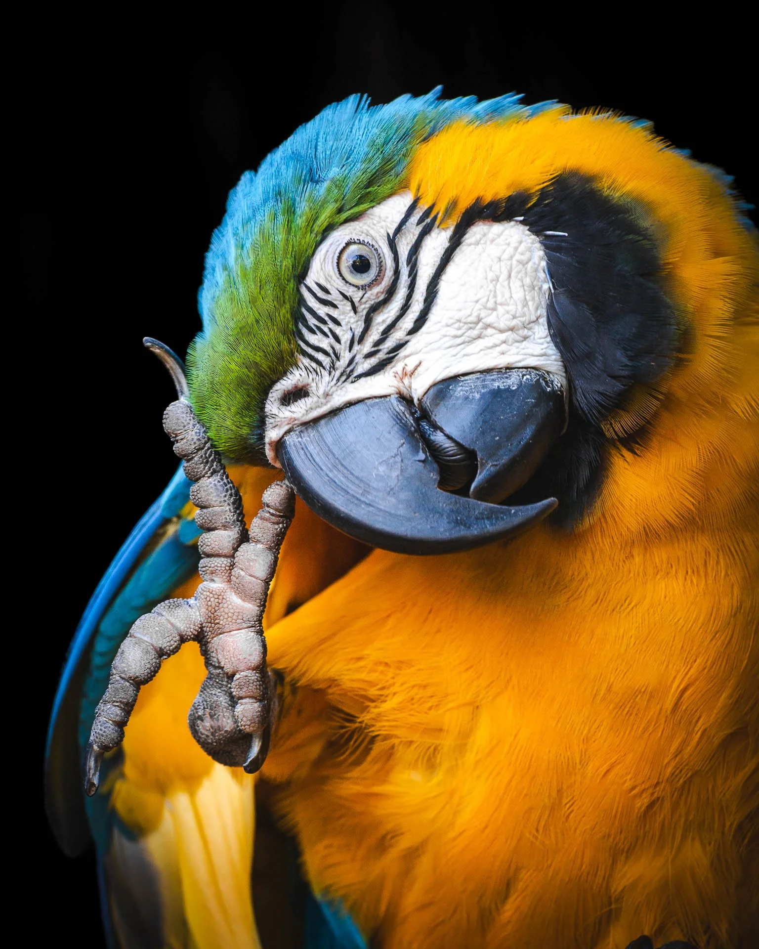 Venezuela Yngwie Scheerlinck Yngwix-59.jpg