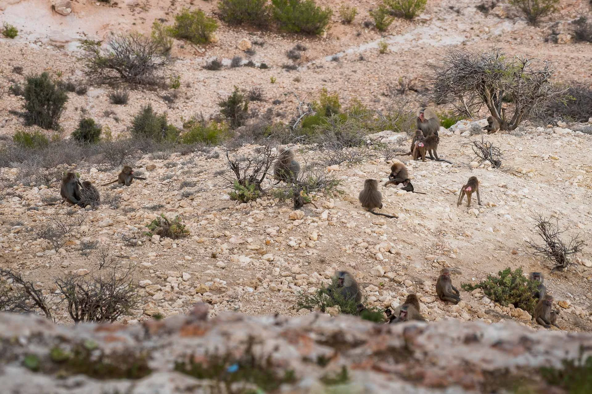 Ethiopia Somaliland Yngwie Scheerlinck Yngwix-210.jpg