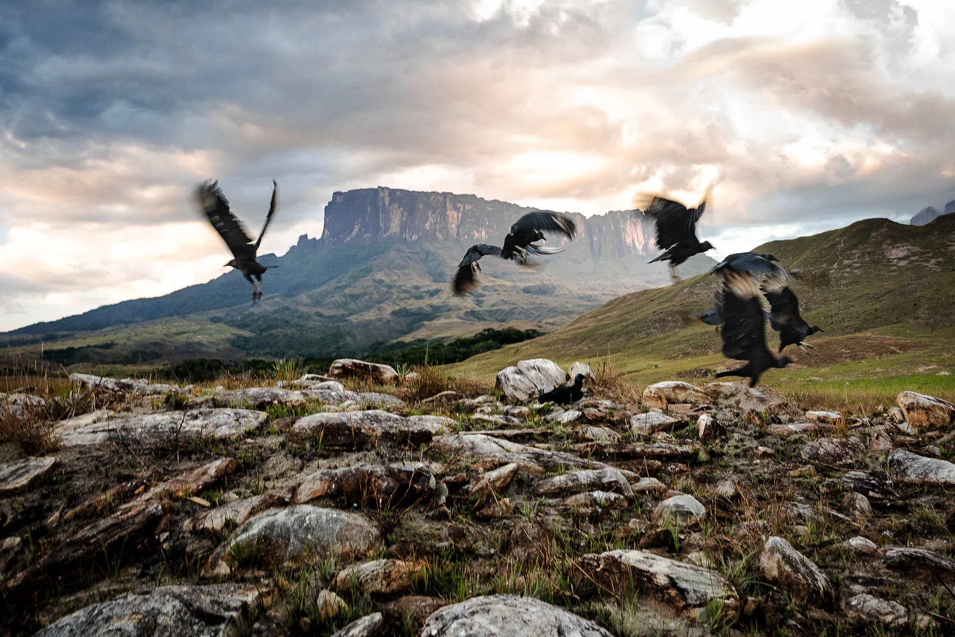 Venezuela Yngwie Scheerlinck Yngwix-68.jpg