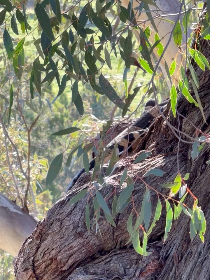 I thought of posting a pic however this was better&hellip;
A black and white Goanna climbed the tree next to me yesterday&hellip; 

Perfect.