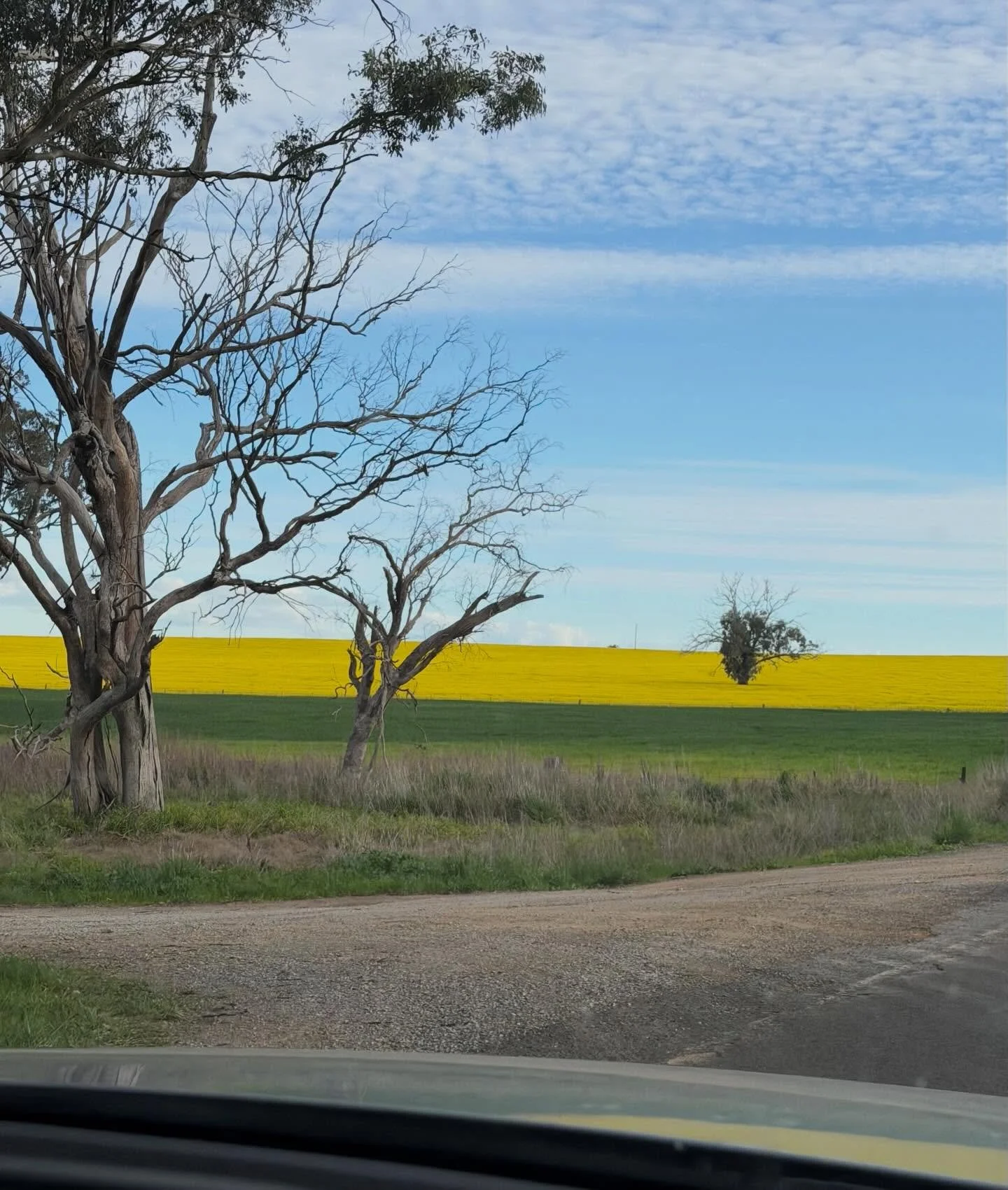 The road to Sydney 

Headed back to Manly yesterday avo after a week&rsquo;s painting in the bush. Such joy&hellip;#

The unmistakable punch of Spring is heralded with the Canola crops. On the property, the bush wattle, blossoms and daisies are flour