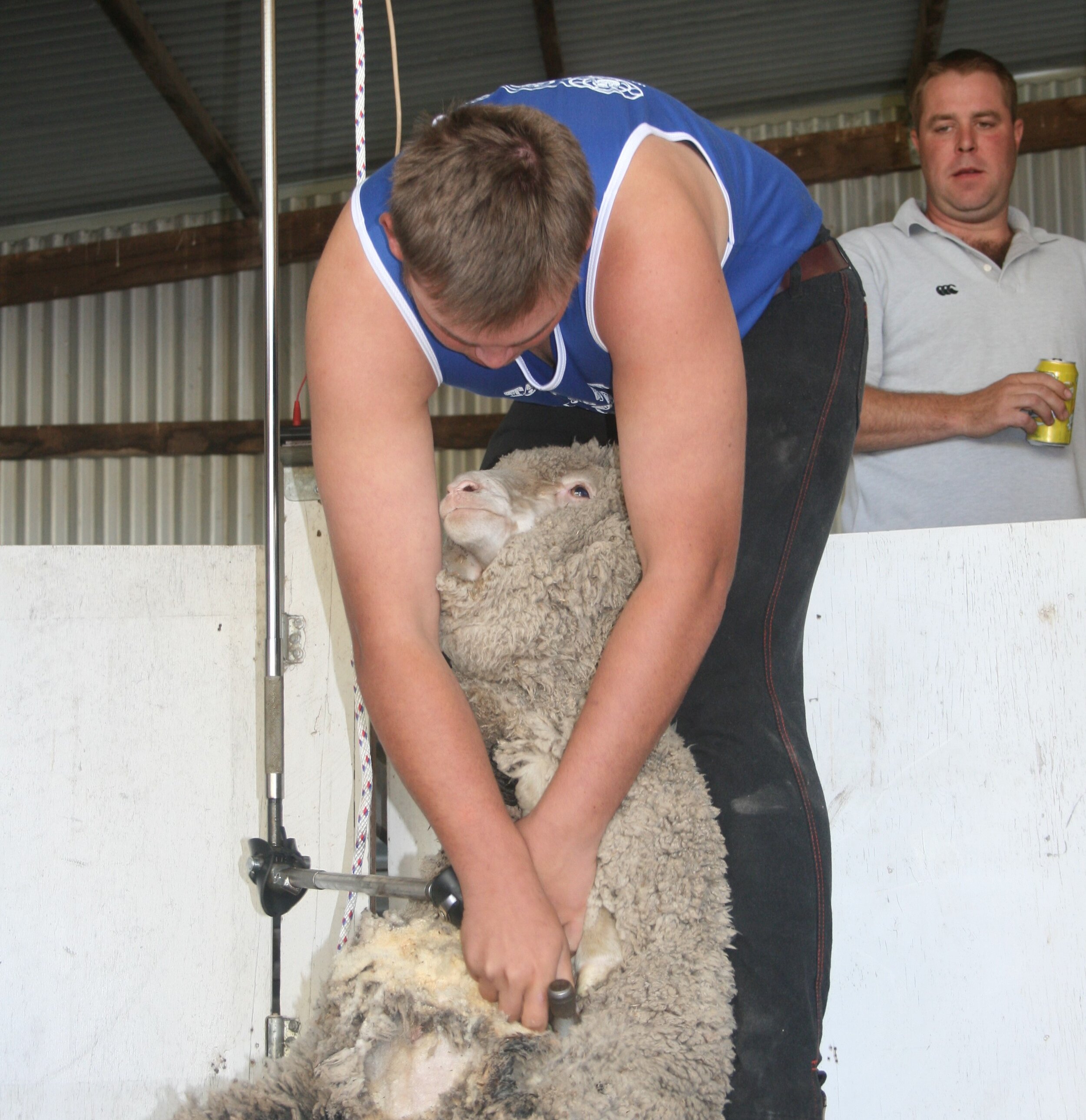 Shearing 2.jpg