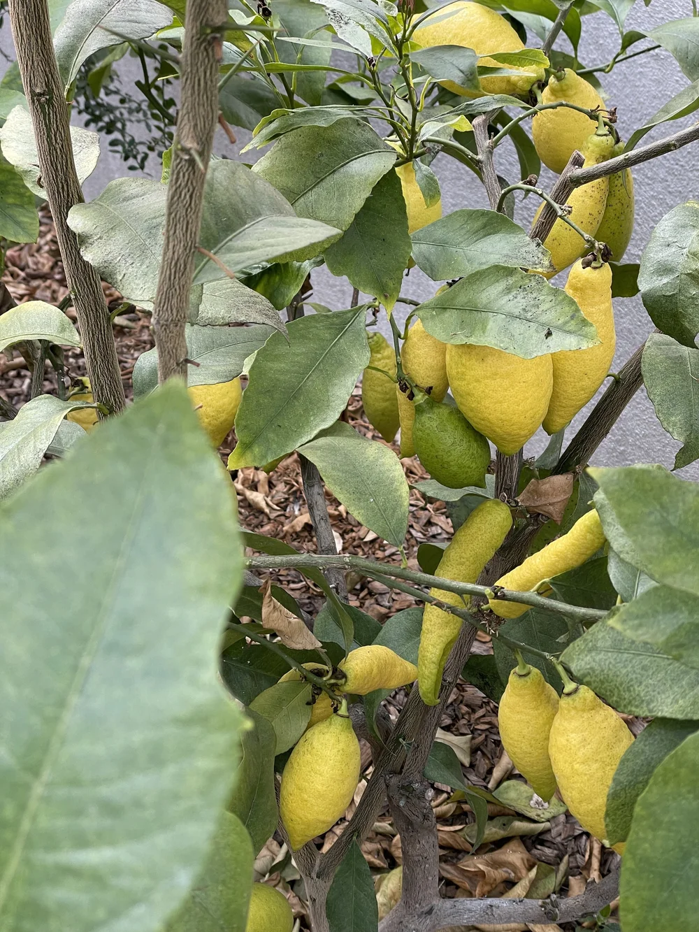 IMG_9762.jpeg