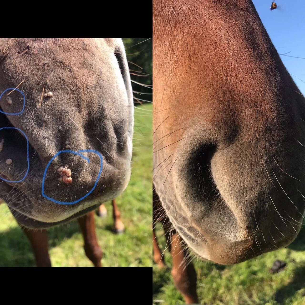 Scrumpy before and after.JPG