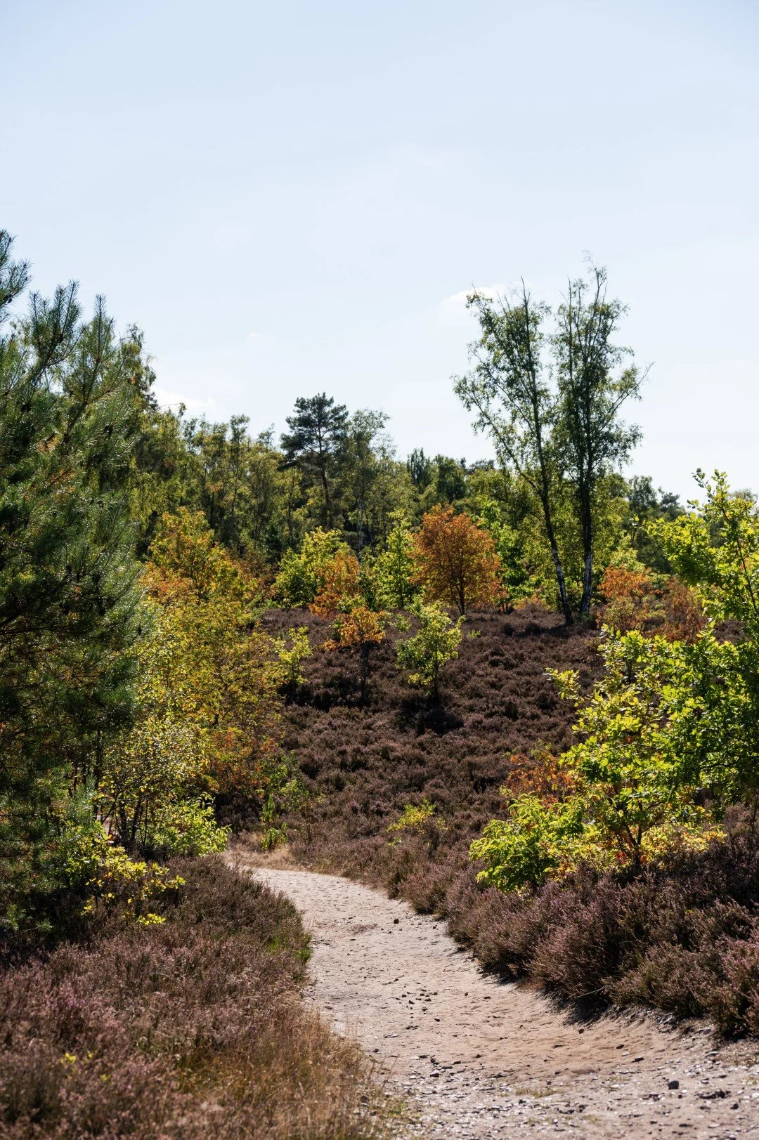 De molenheide