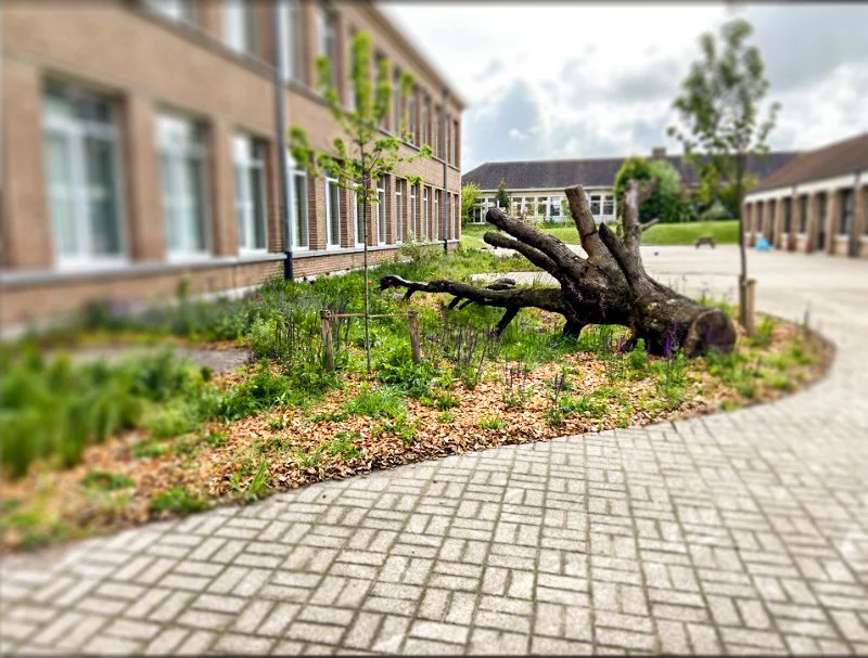 Borgloon ontharding scholencampus De Linde