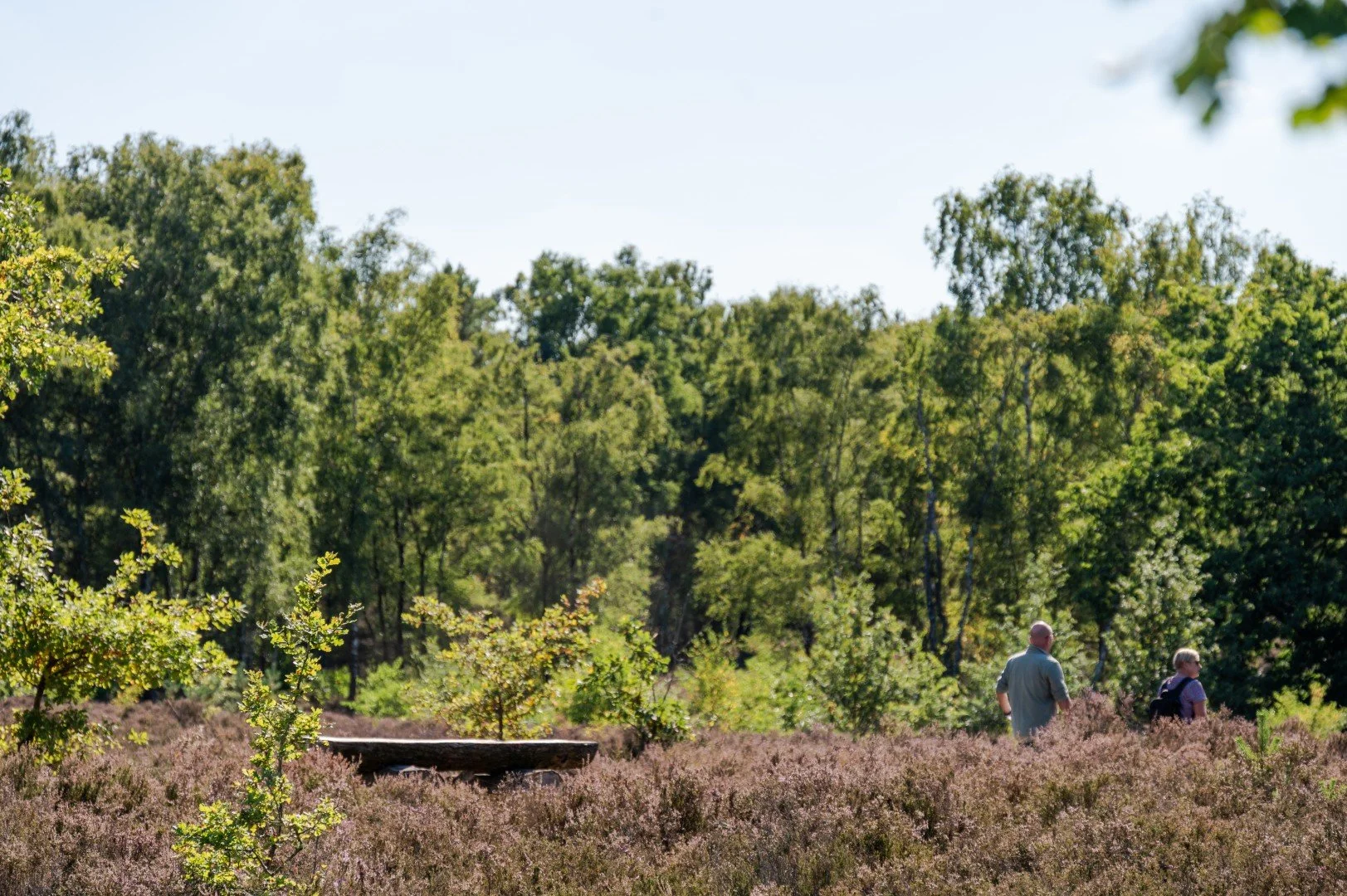 Herkenbare rustplekken langsheen de wandelroute doorheen de heide