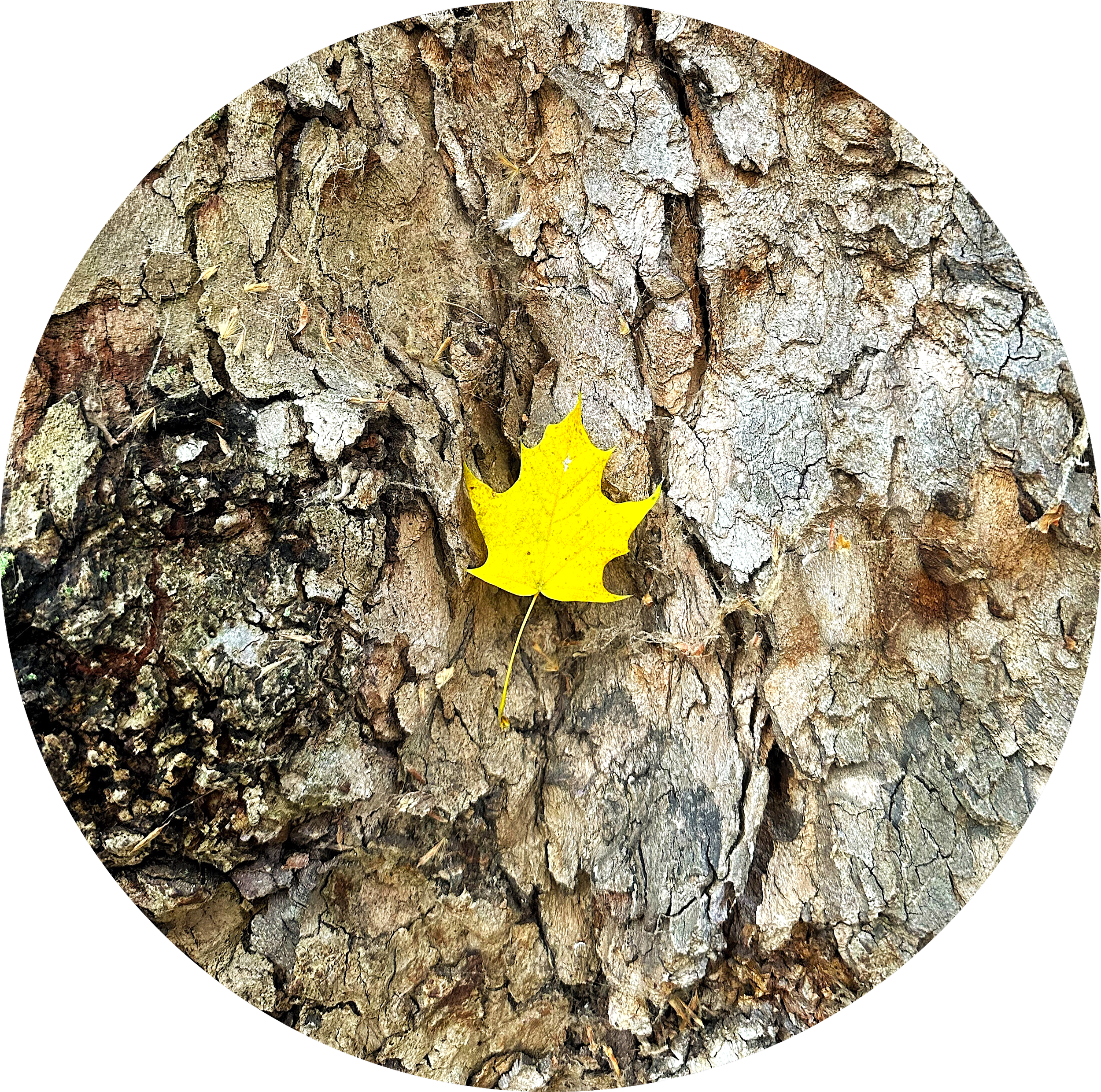 25cm Tree.png