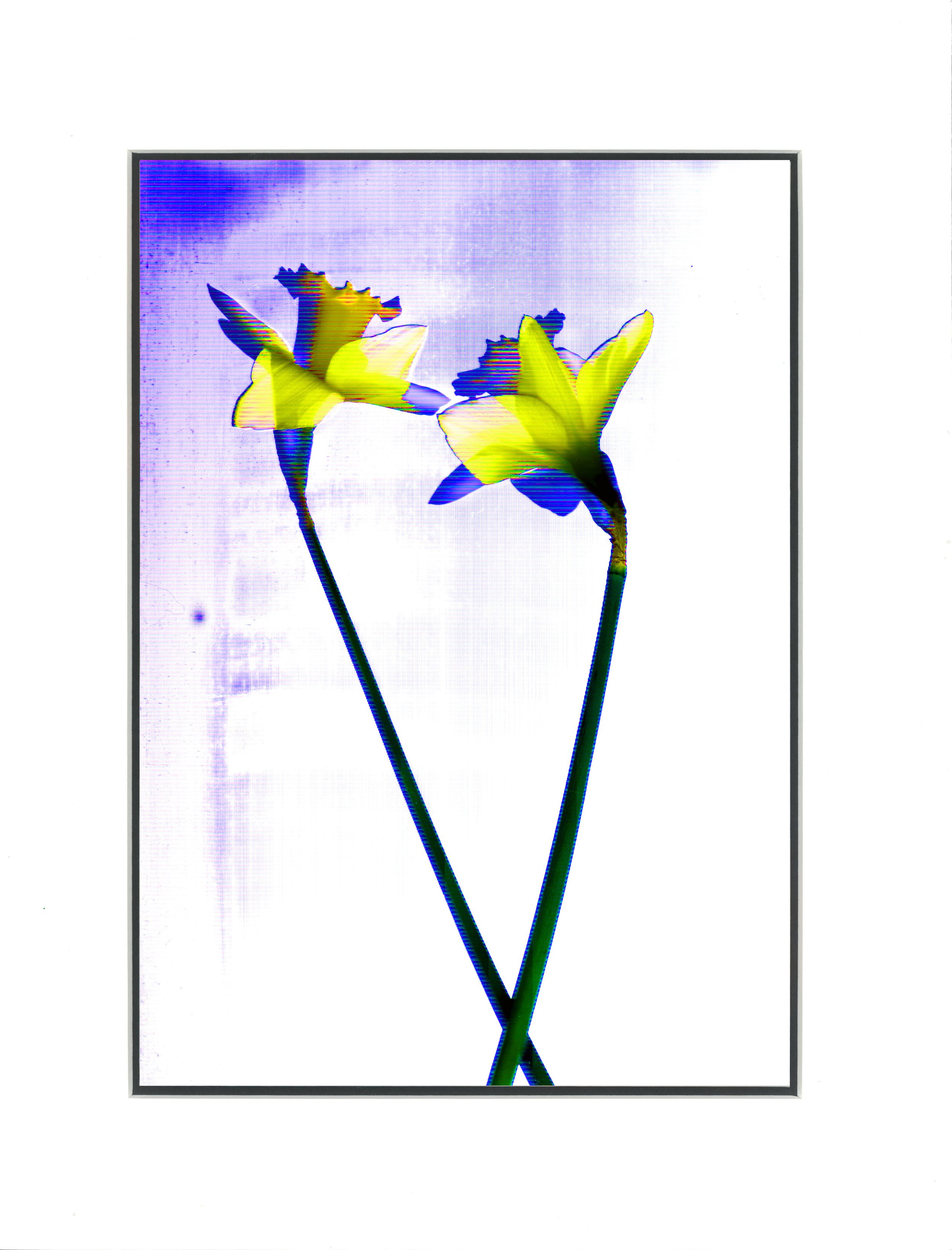 daffodils.jpg